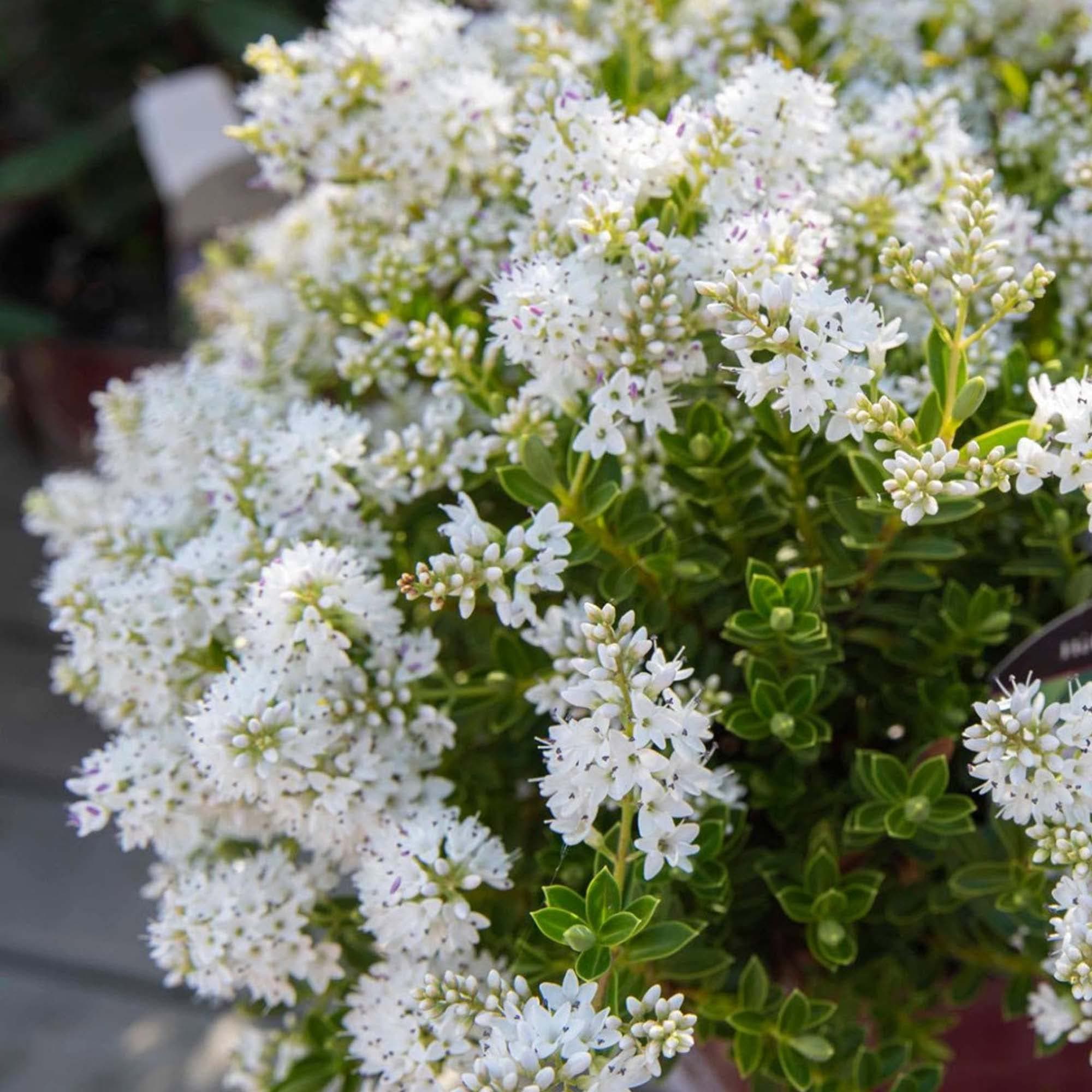 Hebe buxifolia 9cm Topf - immergrüner blühender Gartenstrauch für anprechende Gärten und Parks