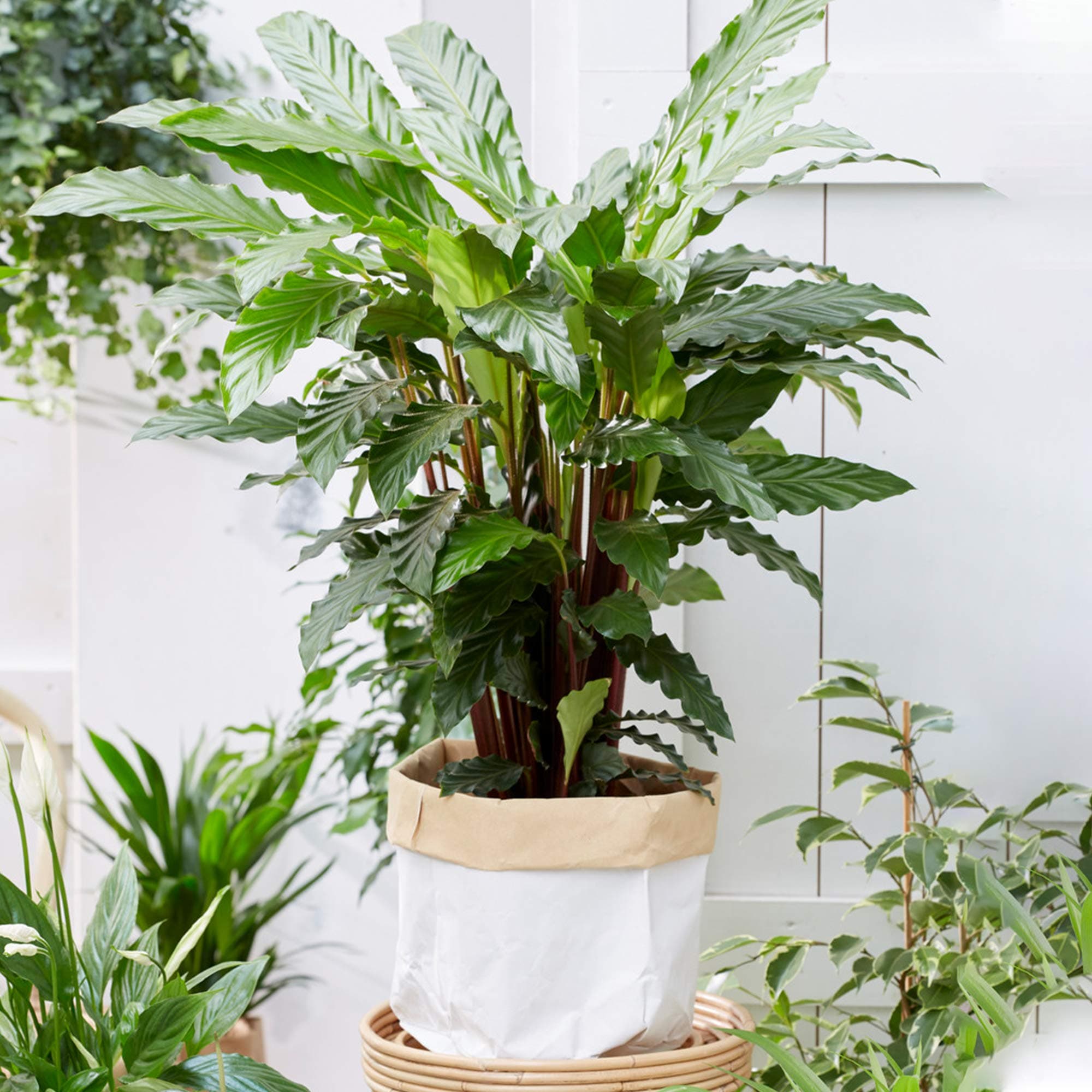 Calathea Rufibarba | Üppige Korbmarante als Geschenk fürs Haus (30-40 cm im Topf)  
Calathea Rufibarba | Üppige Korbmara