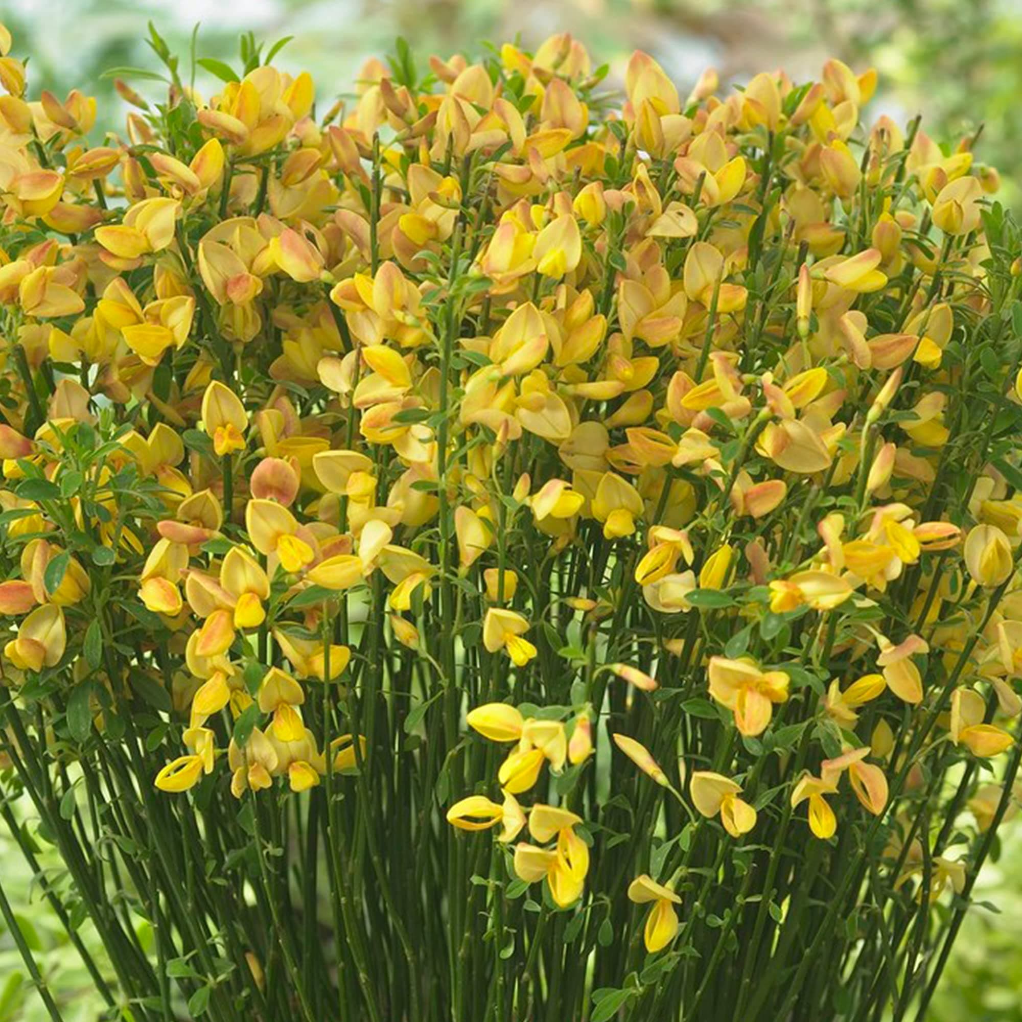 Cytisus 'Apricot Gem' - Blütenpflanze für warme Akzente im Frühling - Ideal für Gärten - 10 Stängel - Frühlingserstance
