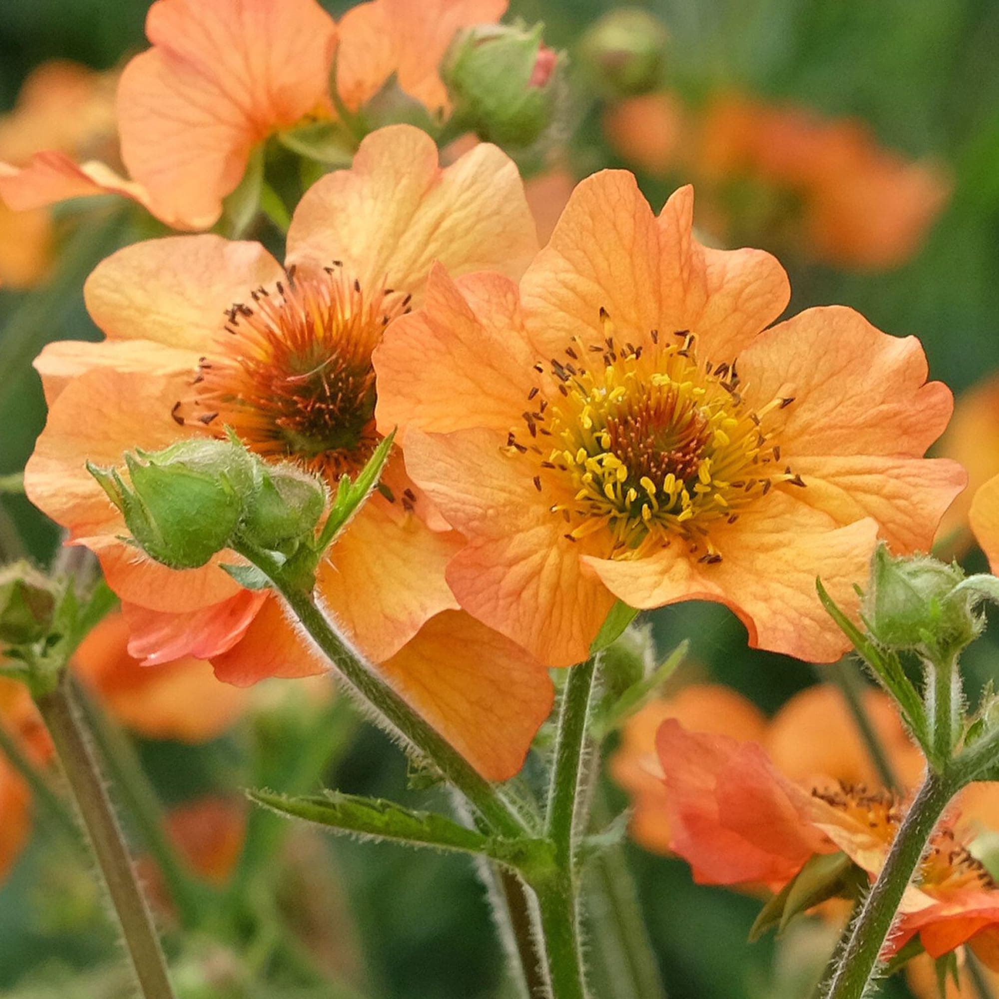 Geum Totally Tangerine Avens, robuste Gartenstauden für den Außenbereich + [Spektakuläre Farben] + [Einhüllende Blüte] +
