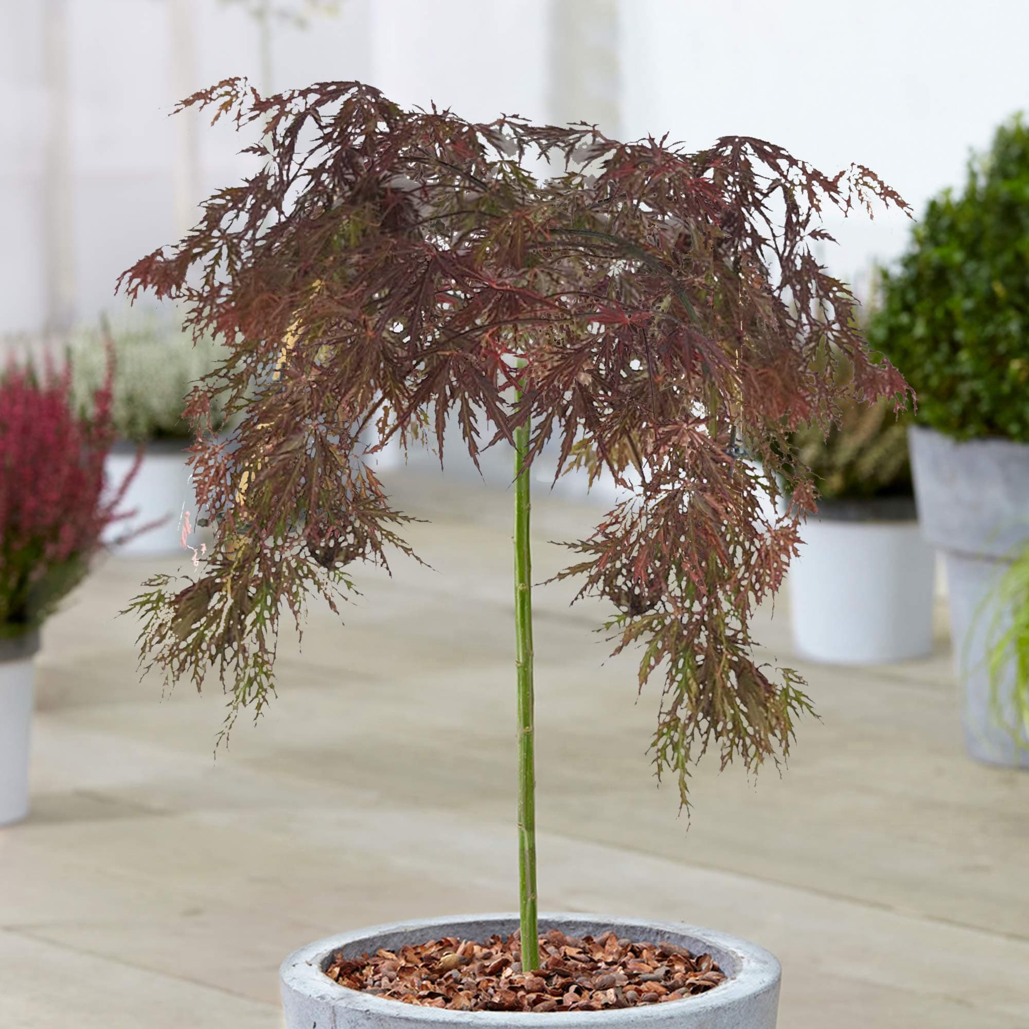 Lebendiger Japanischer Ahorn Topfpliant für kleine Gärten - Acer Inaba Shidare Tree
| Acer Inaba Shidare Tree - Topfbäu