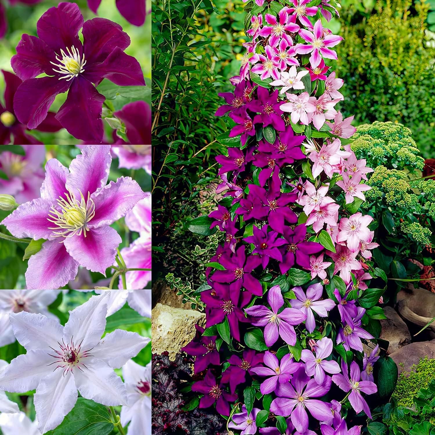 Clematis Tricilor Kollektion (3 Pflanzen) - Weiß-Rot-Rosa-Violett Farben, Winterhart und Mehrjährig, Stauden aus Holland