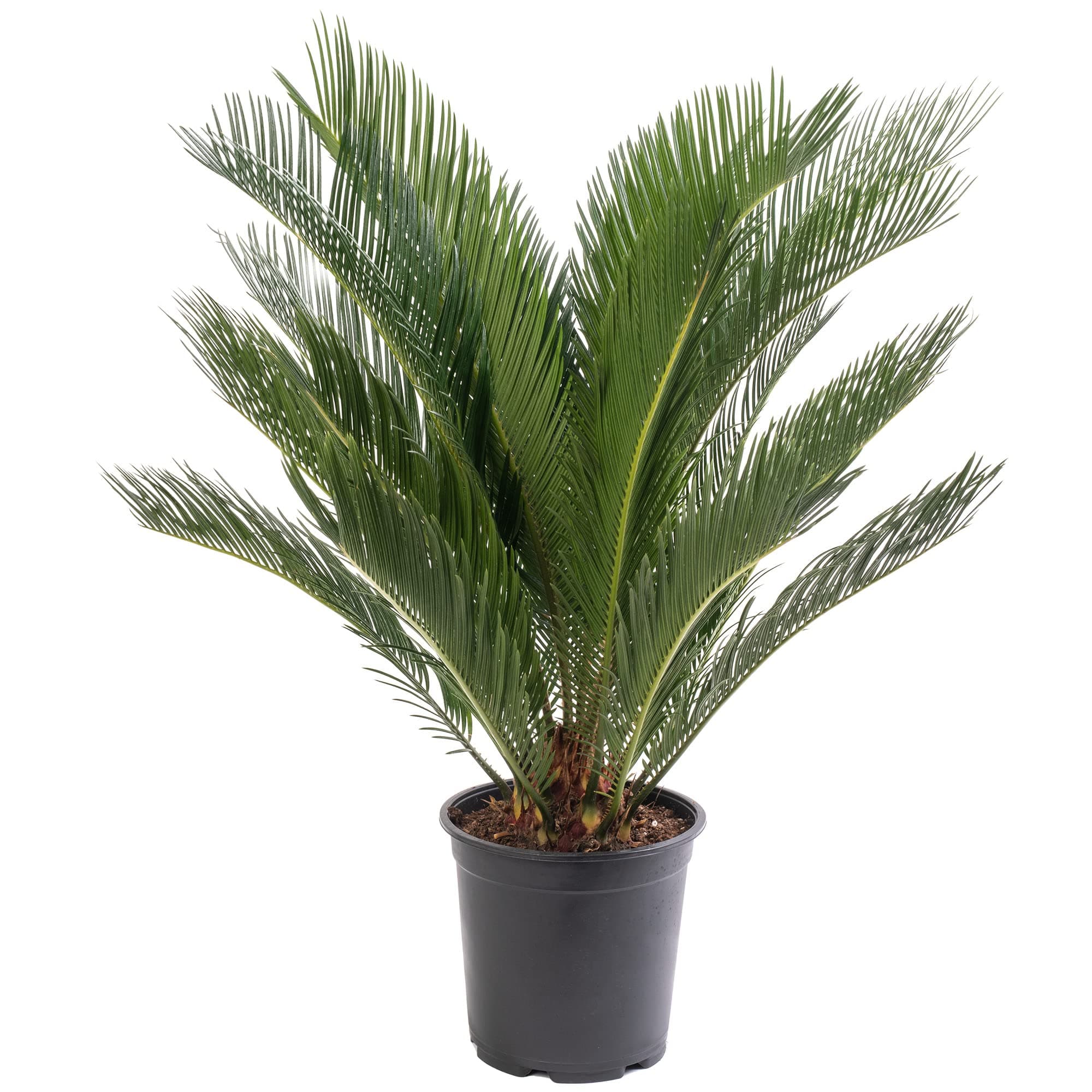 Sago-Palme immergrün groß exotisch selten hoch