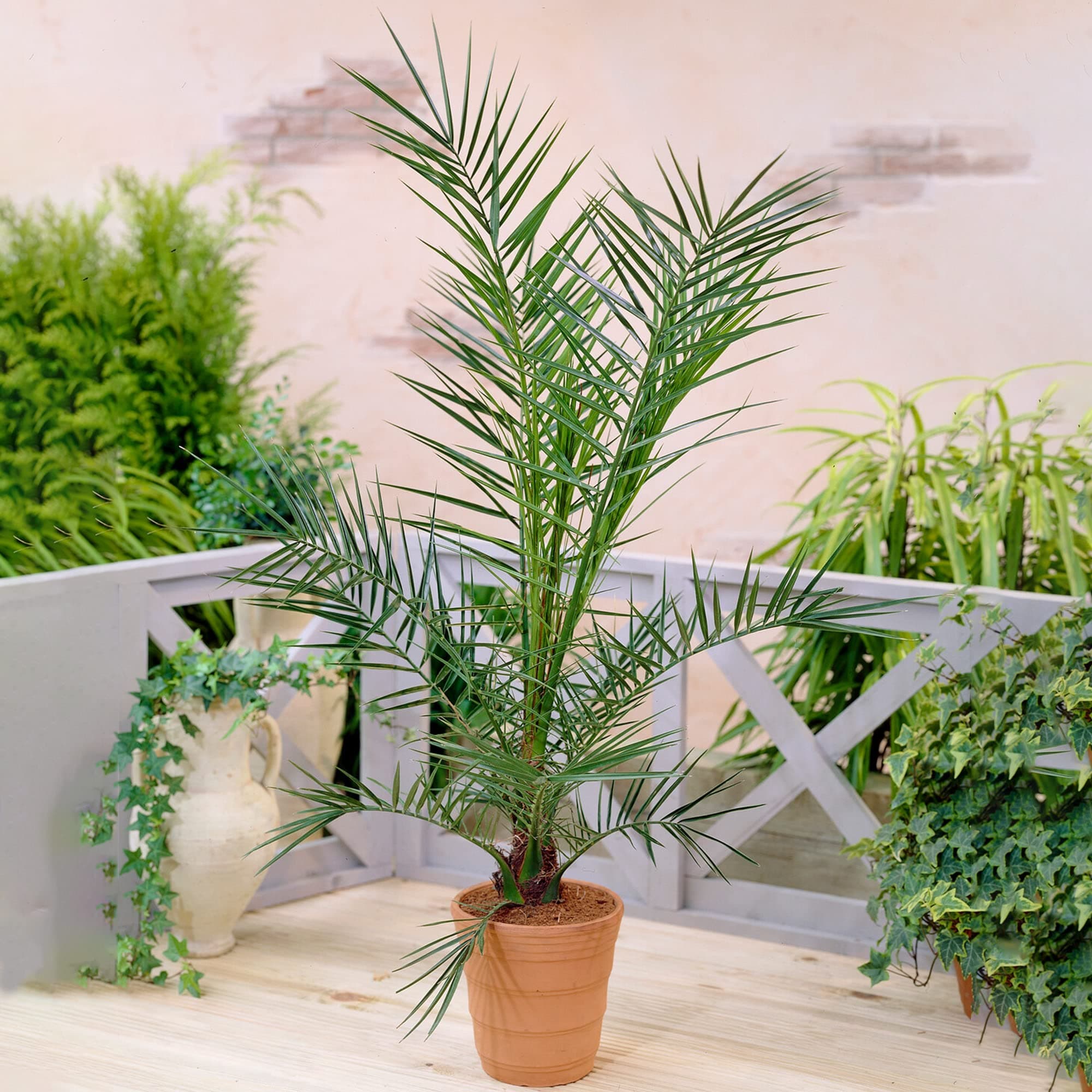 Gardener's Dream Phönix Canariensis Kanarische Dattelpalme - Exotische Palme für den Garten, Terrasse und Balkon, Winter
