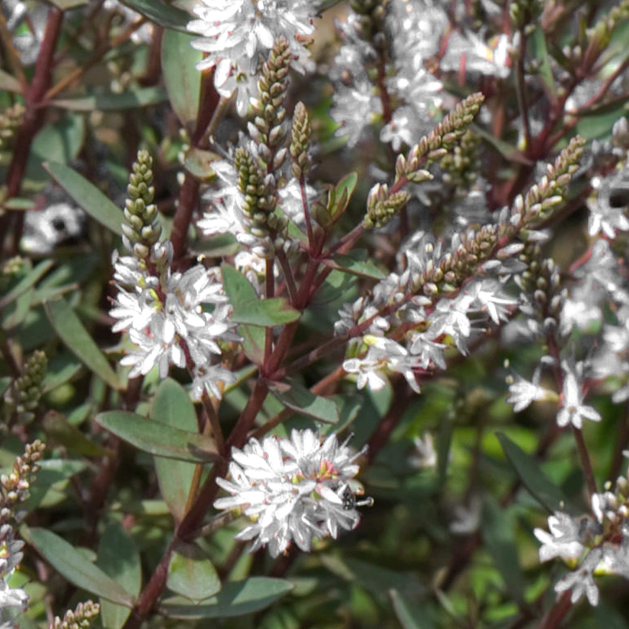 Hebe Champagne - Strauchige Veronica | Ideal für kleine<Any>, Präzision: Klein und kompakt, Schönheitswerte: Vielseitig