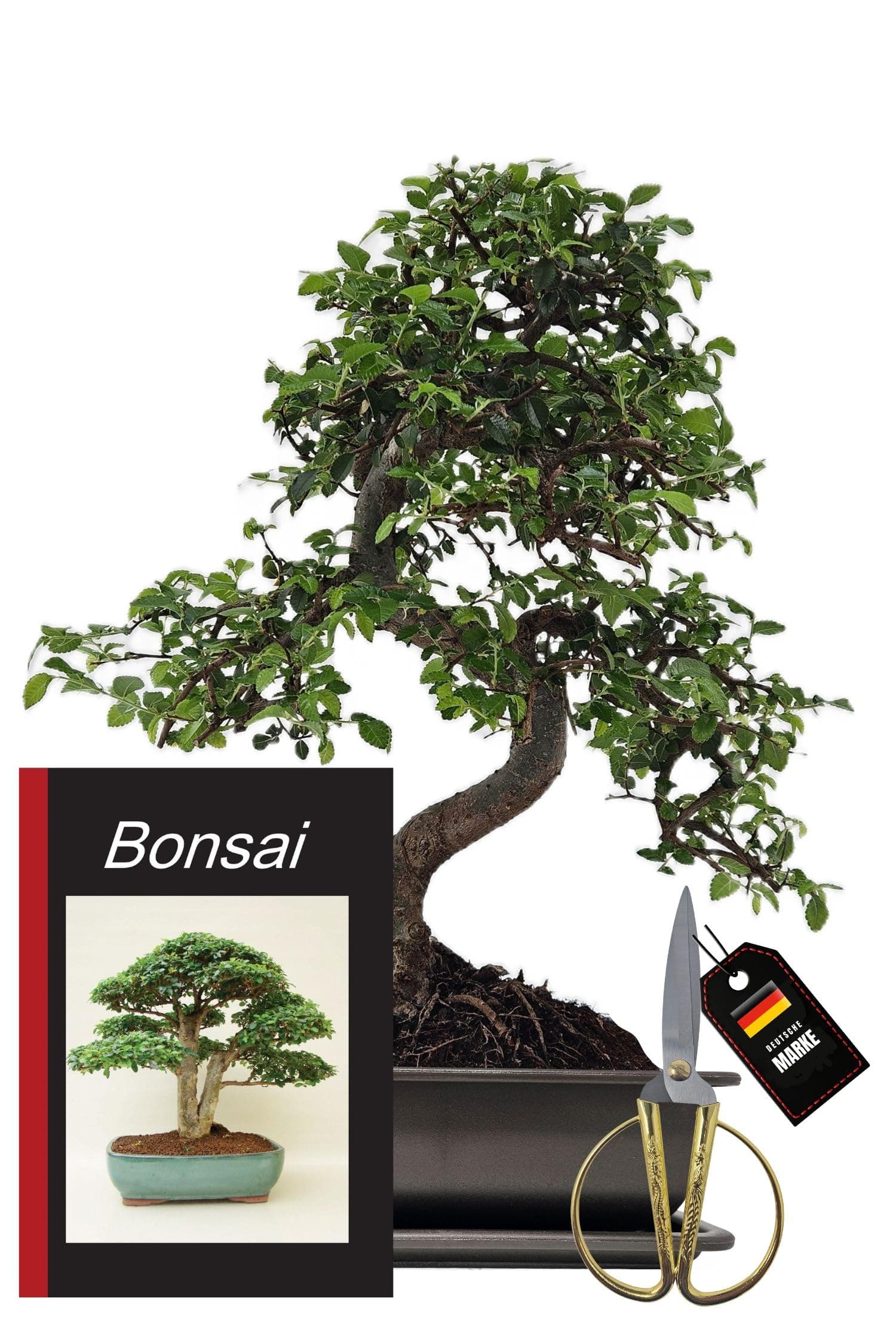 Genki-Bonsai Chinesische Ulme – pflegeleicht für Anfänger & Fortgeschrittene – 4-teiliges Indoor-Komplettset