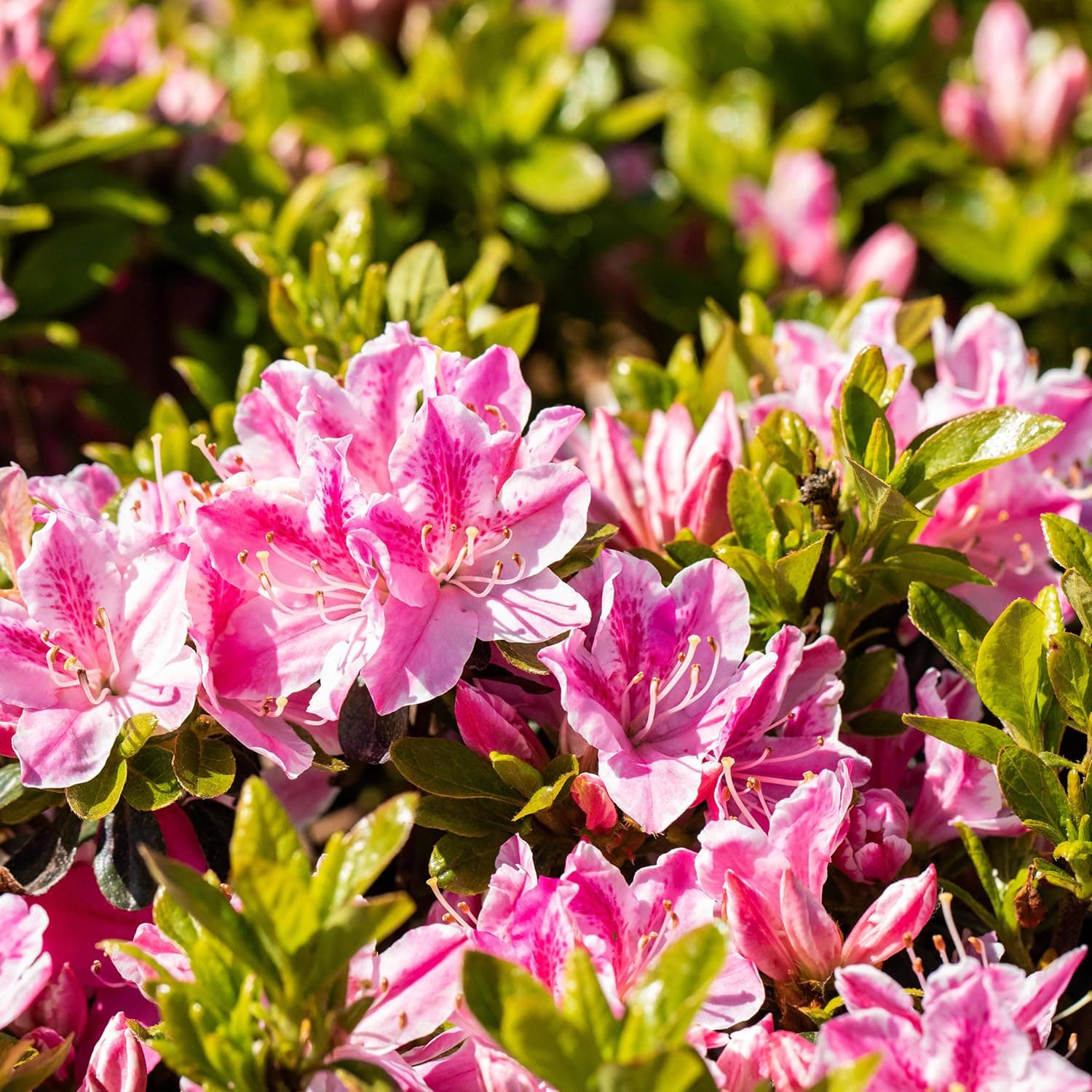 Japanische Azalee 'Kermesina Rosé' Blütezeit Sommer
| Japanische Azalee 'Kermesina Rosé' Ideal für Gartendezuneigungen