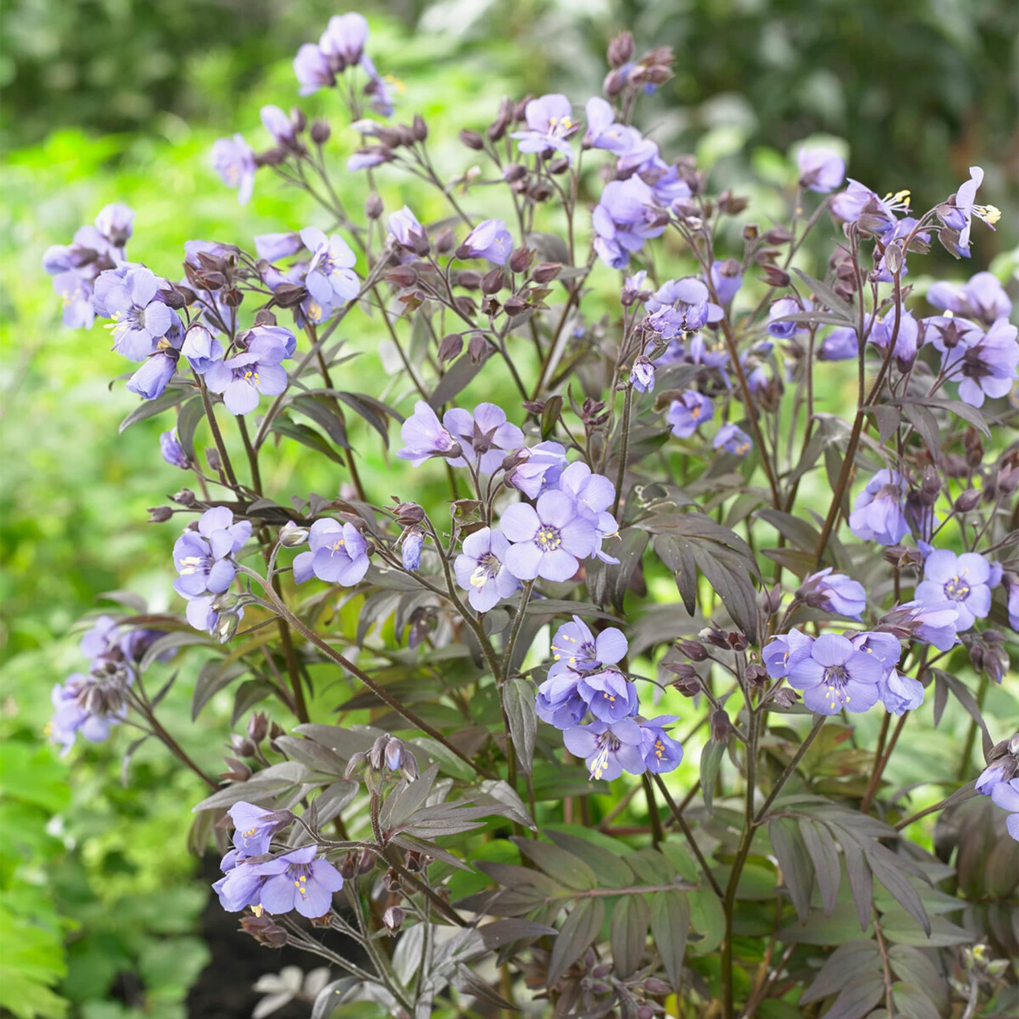 Jacobsleiter Polemonium Heavenly Scent Laubabwerfende Gartenstaude für Blumenbecken und Randbereiche mit großen Blüten u