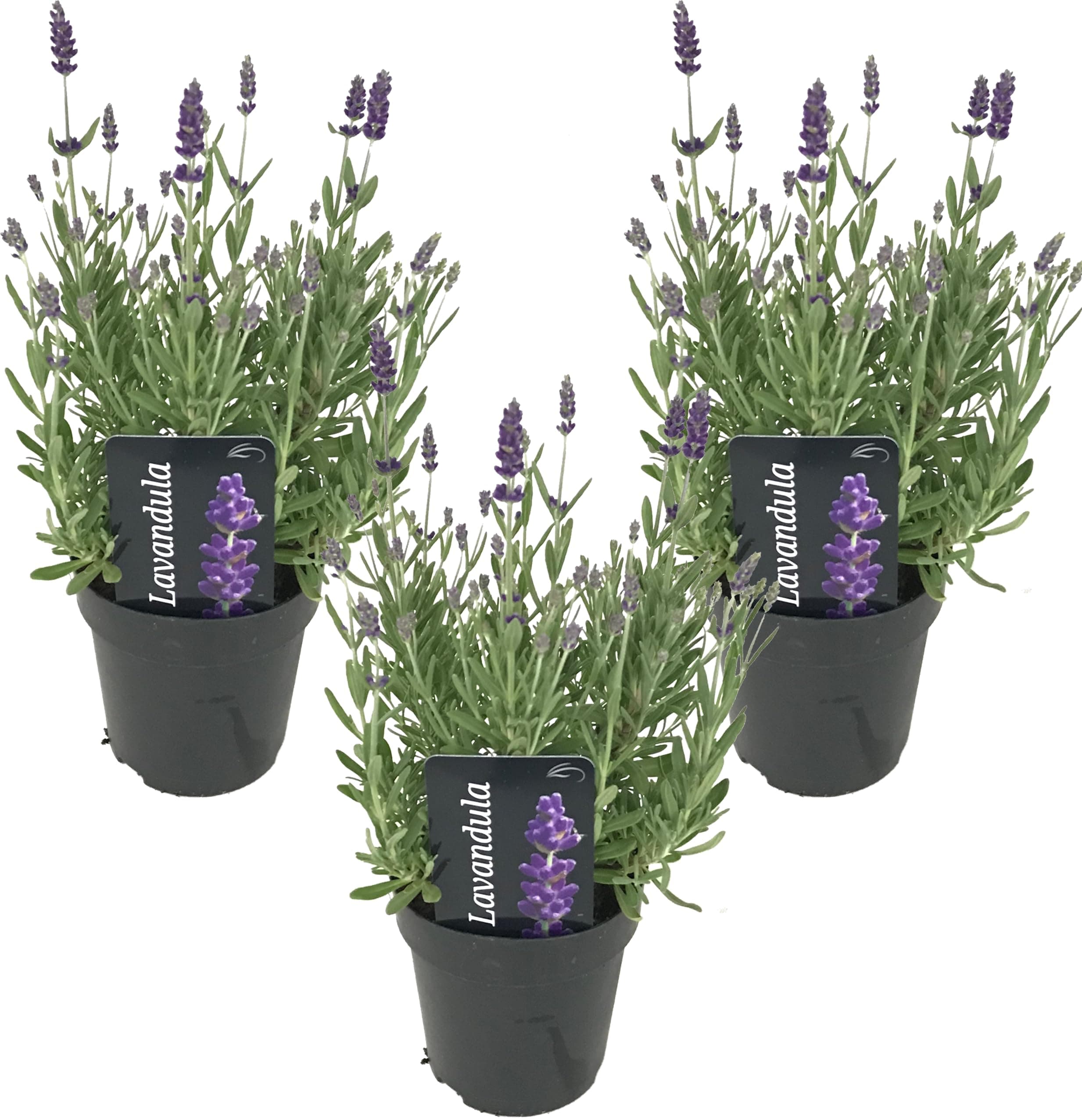 Bloomique Winterhart Duftlavendel - 3er Set - Gartenpflanzen Lavandula Angustifolia Ardèche - Winterhart - Mehrjährig -