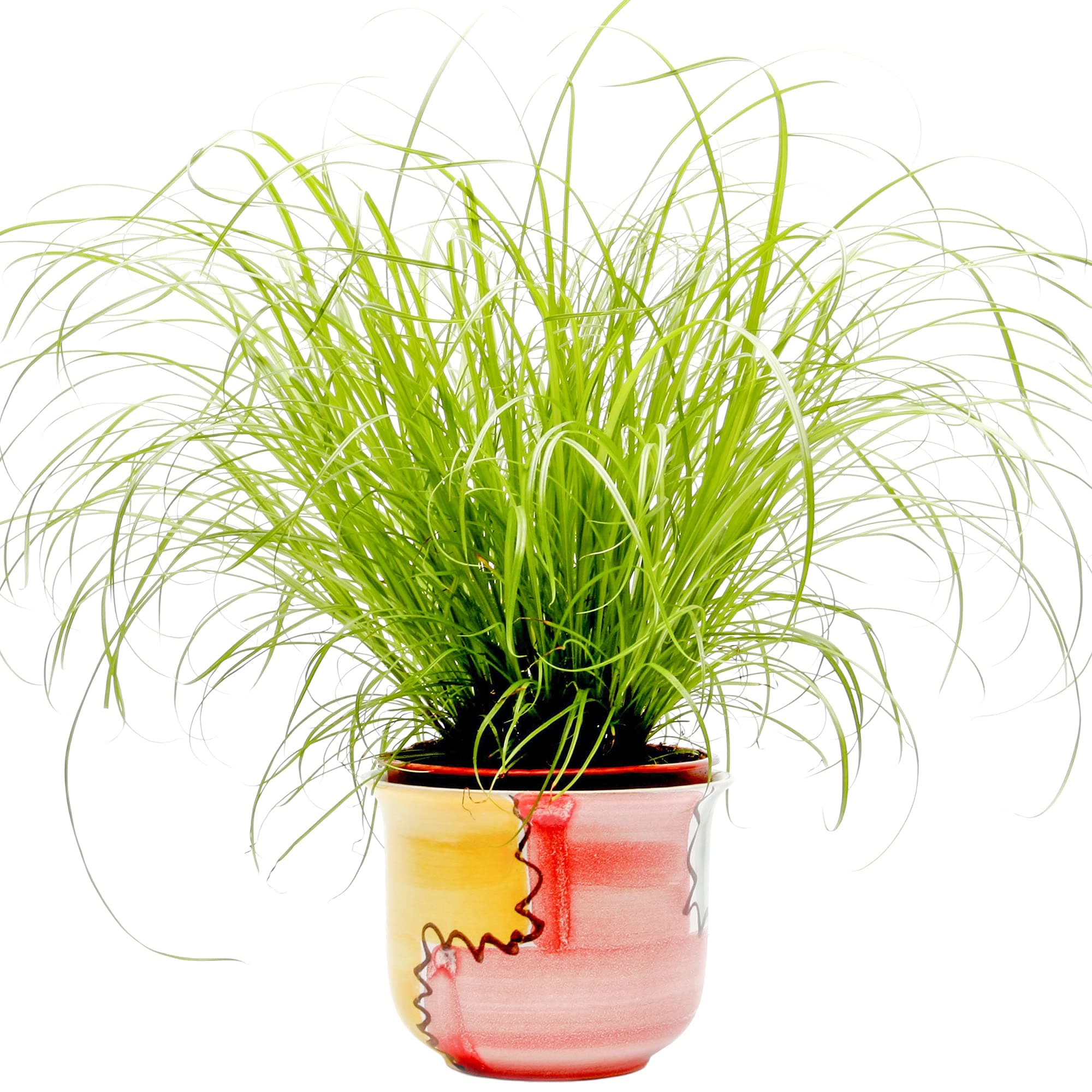 Cyperus Zumula - Katzengraß | Ideal für Katzenverdauung und gesunde Haltung | 20-30cm getopft