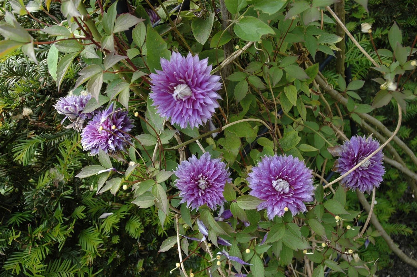 Clematis Hybride 'Josephine' - rosa gefüllte Blüten, Blütezeit Mai-September, bienenfreundlich