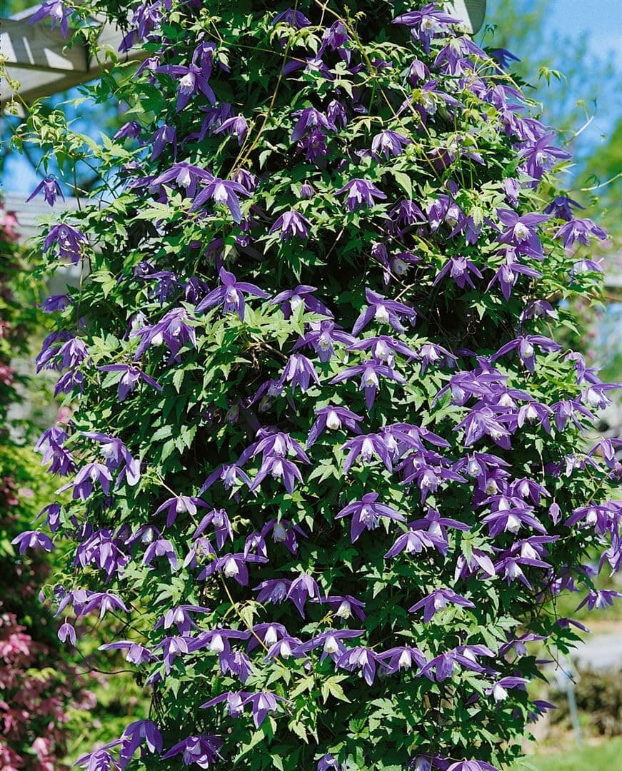 Clematis alpina 80-100 cm - Winterharte Rankpflanze, ideal für Rankgerüste, pflegeleicht und mit blauen Blüten im April-