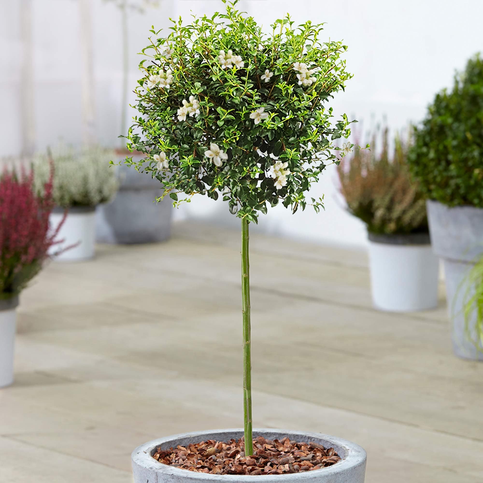 Immergrüner Ligusterbaum | Ideal für Terrassen, Beete und kleine Gärten | Hochwertiger gerader Stamm