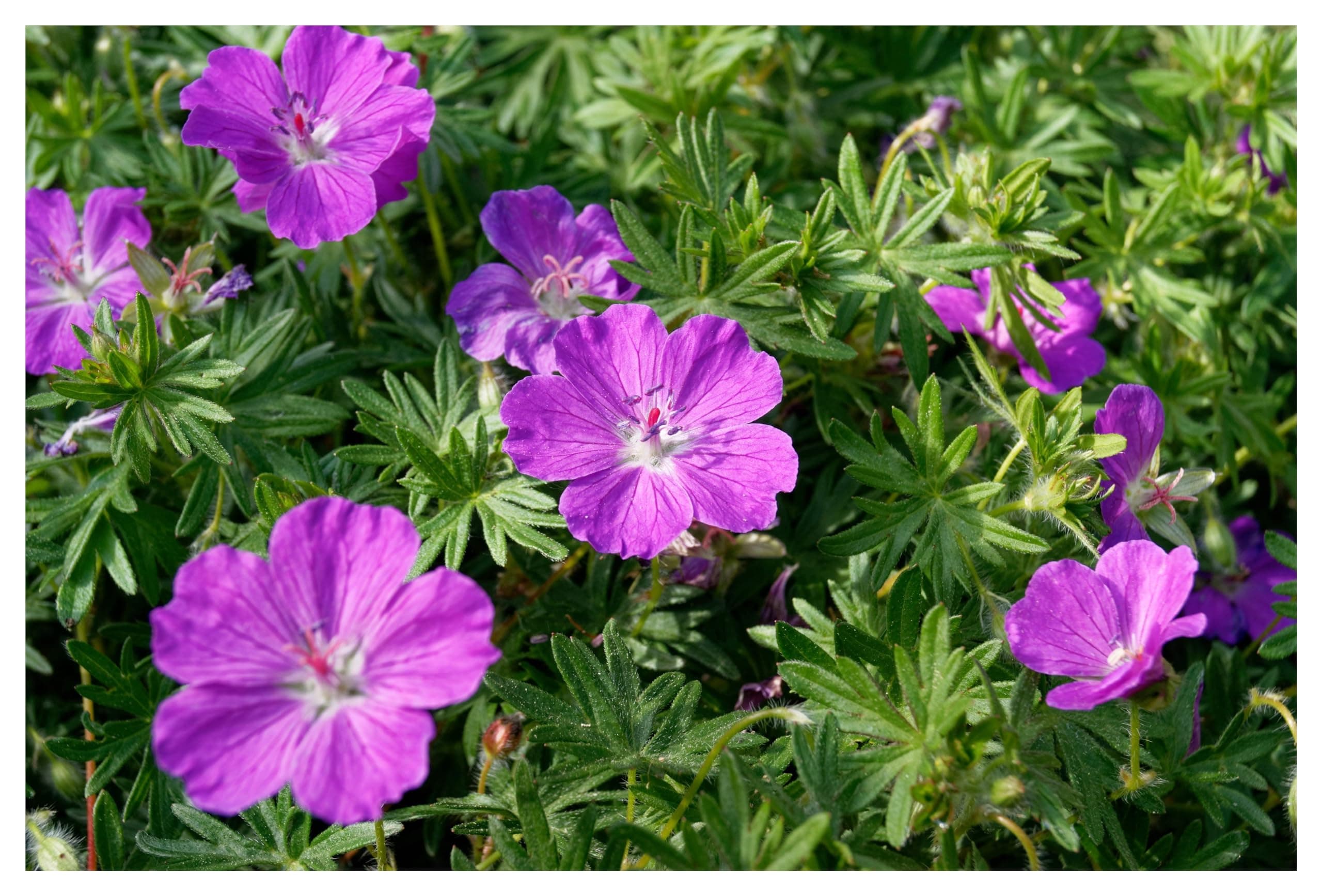 3 x Geranium sanguineum 'Dilys' - Leuchtende Blüten für monatelange Gartenfreude - Bienenfreundlich