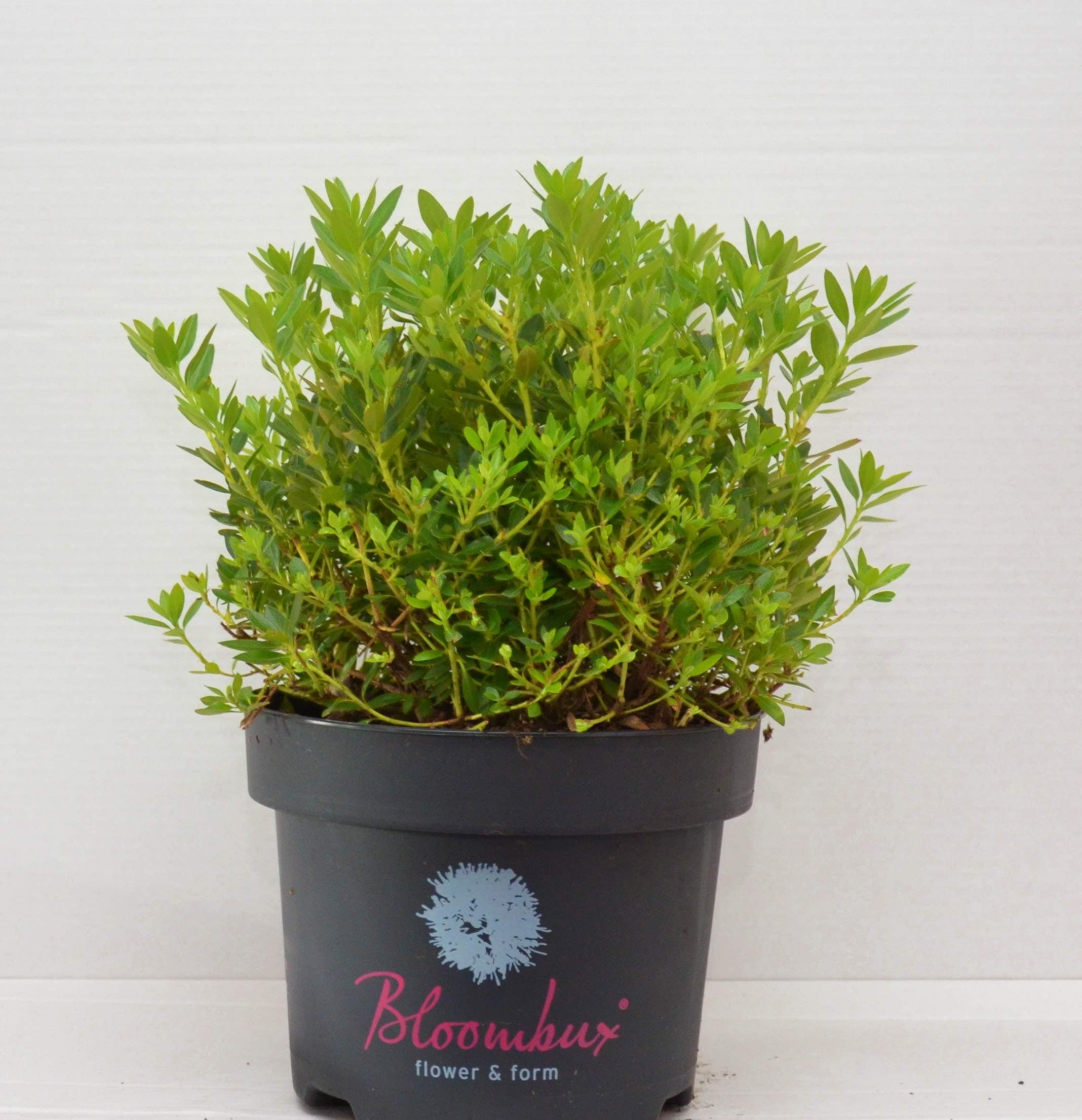 Bloombux® 30-35 cm im 5 Liter Pflanzcontainer für Blumenbegeisterte - Outdoor-Bestseller
