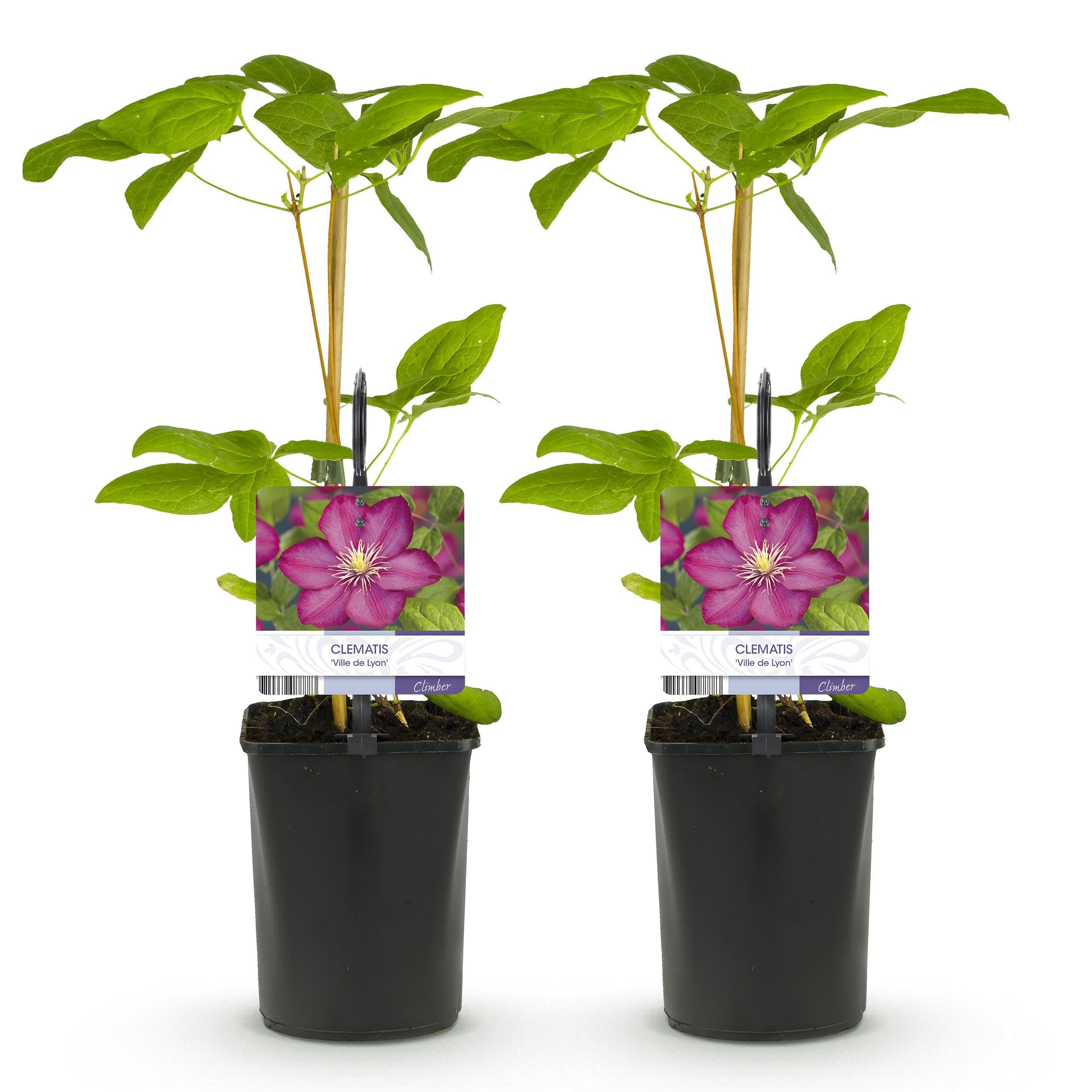 GreenboutiQ - Clematis Ville de Lyon - Rosa Blüte - Easy Care - Gartenfreunde - Terrassenvornehmlich - Duftende Blüten -