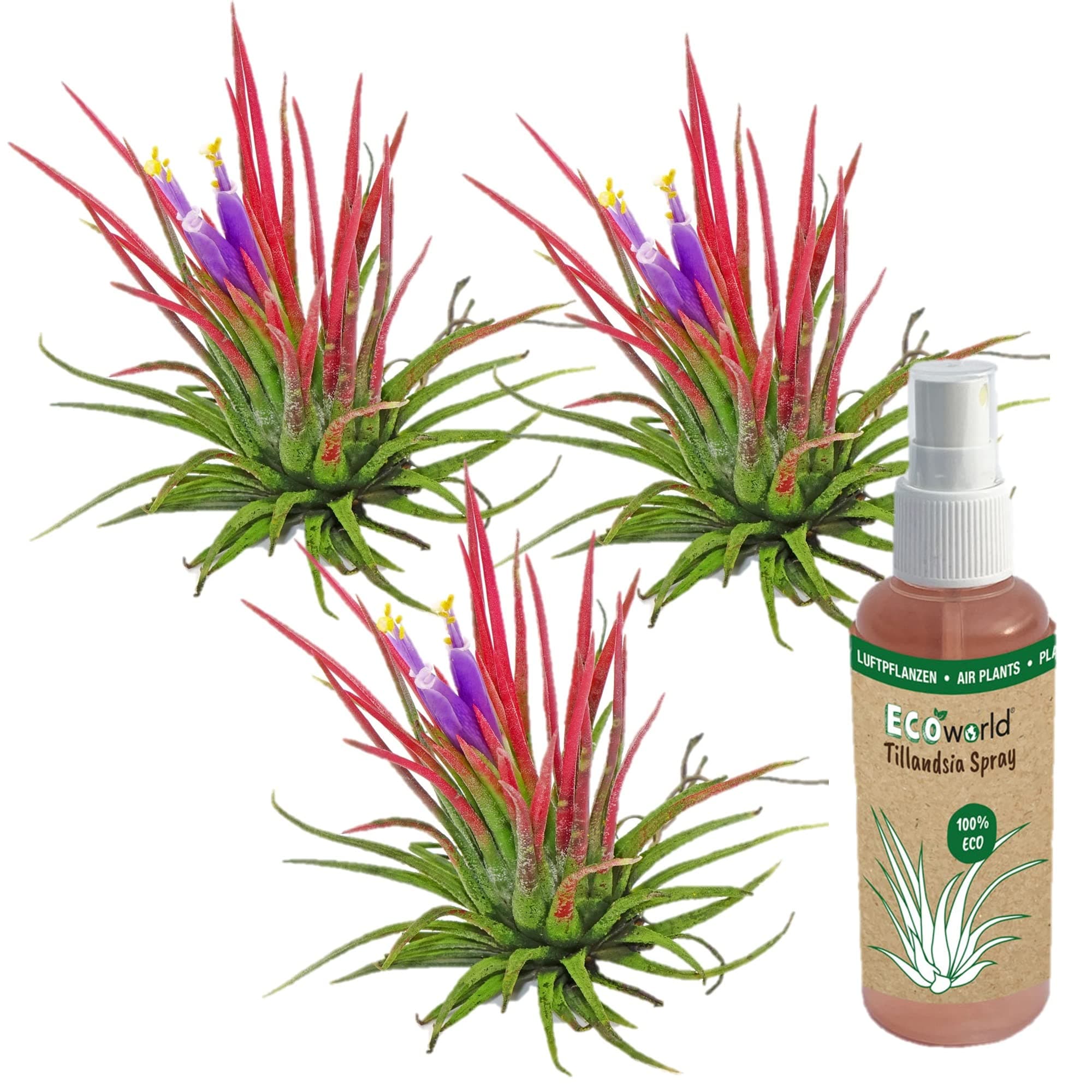 Ecoworld Ionantha Red Tillandsia - 3er Set - Pflegeleicht für Interieur - Stewardship Council - Rot - Luft Pflanze