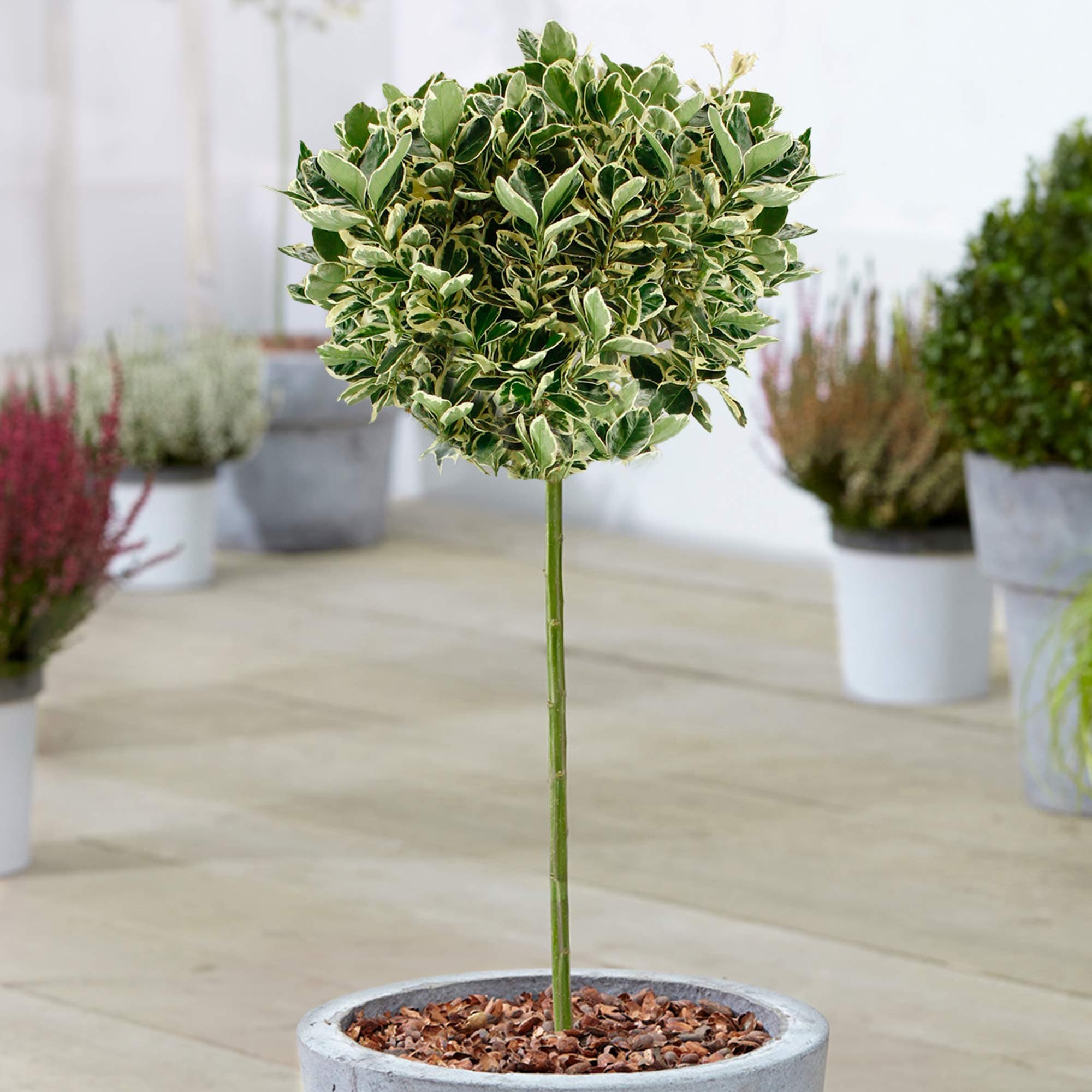 Euonymus Kathy Baum Topf-Lutscherbäume für kleine Gärten & Terrassen | Gerader Standardstamm | Schönheit & Widerstandsfä