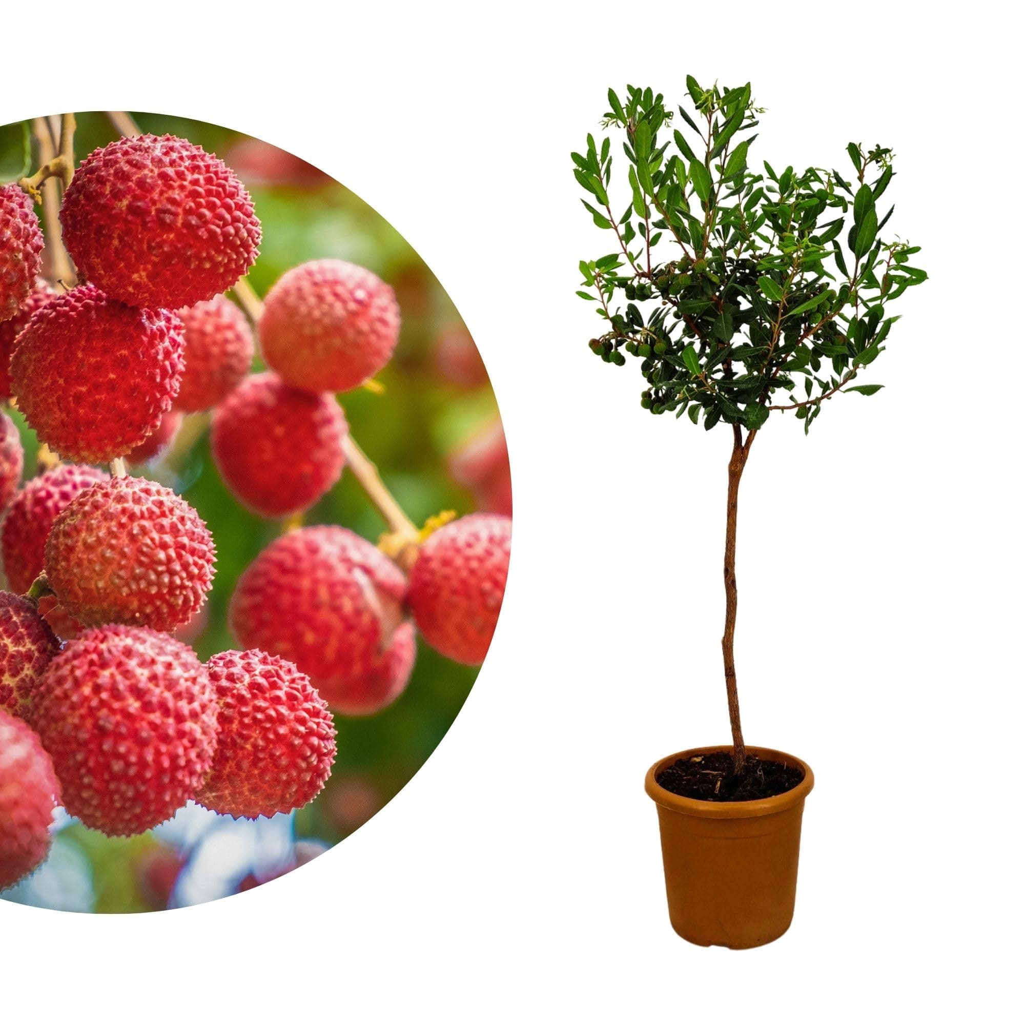 Meine Orangerie Erdbeerbaum – Arbutus unedo – Erdbeermarillen für Garten & Terrasse im Ø 20cm Topf - Höhe inkl. Topf ca.