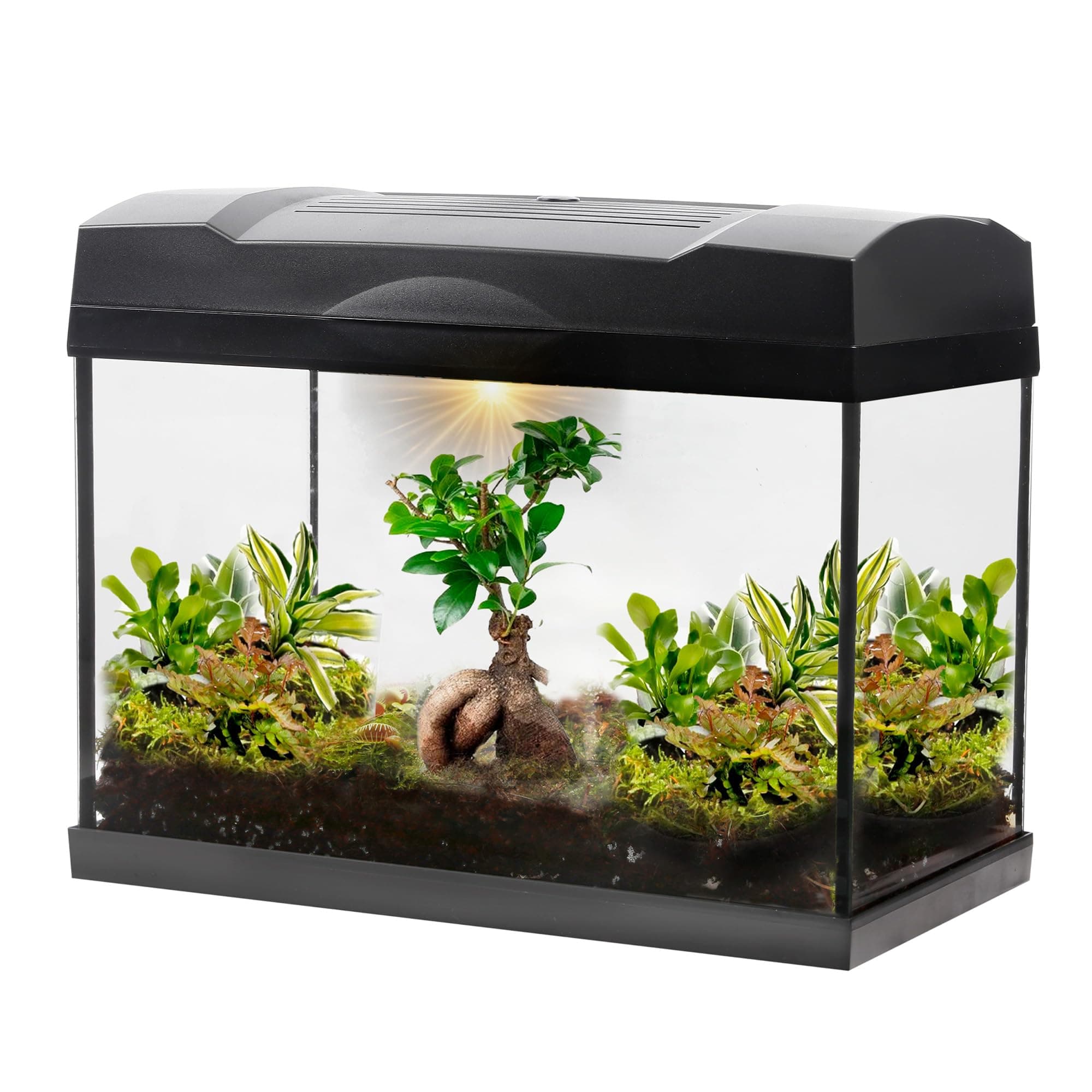 Dschungel Bonsai Mega Terrarium von vdvelde.com - 1 Bonsai + 5 Grünpflanzen - Abmessungen: 39x21x31 cm - Netzgebundene B