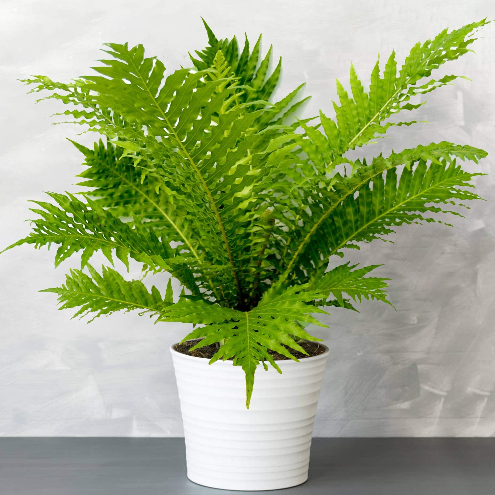 Silver Lady Blechnum Immergrüner Zwerg-Baumfarn für Zimmer 25-35 cm Topf