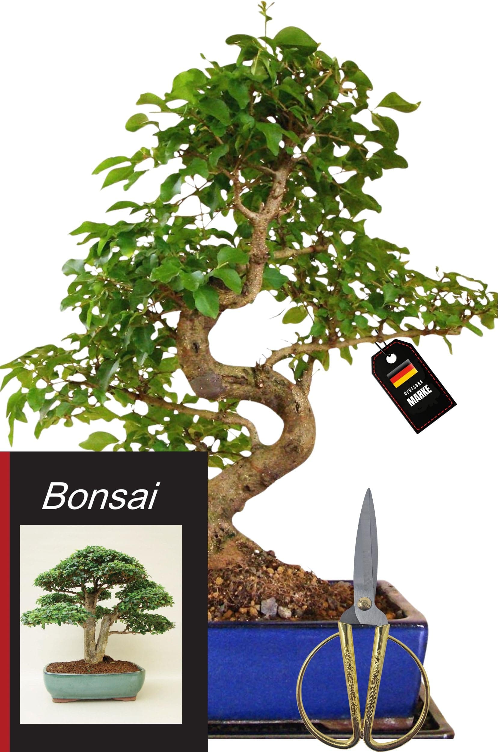 Genki-Bonsai Chinesischer Liguster Bonsai – pflegeleichtes 4-teiliges Komplettset – für Anfänger & Fortgeschrittene – 35