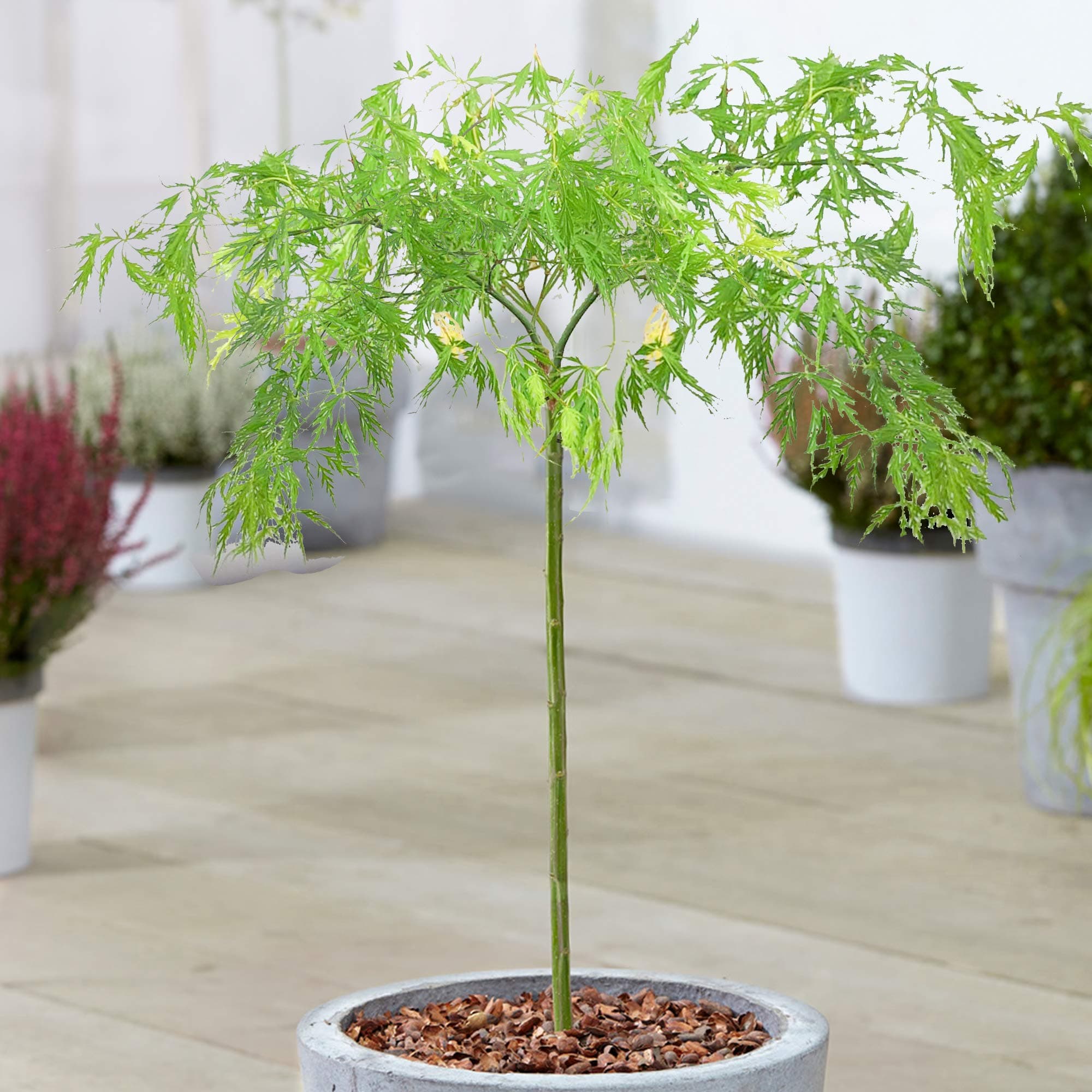 **Acer Dissectum Baum - kleine Gärten - tolle Ahorn-Topf-Blütenpflanze**
| **Acer Dissectum Baum Japanisch - perfekt fü