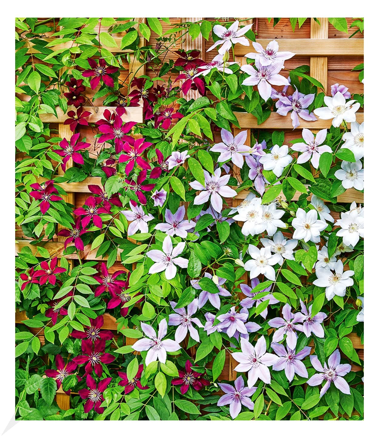 BALDUR Garten Winterharte Clematis Triologie, 3 Pflanzen, bienen- und schmetterlingsfreundlich, pflegeleicht, blühende K
