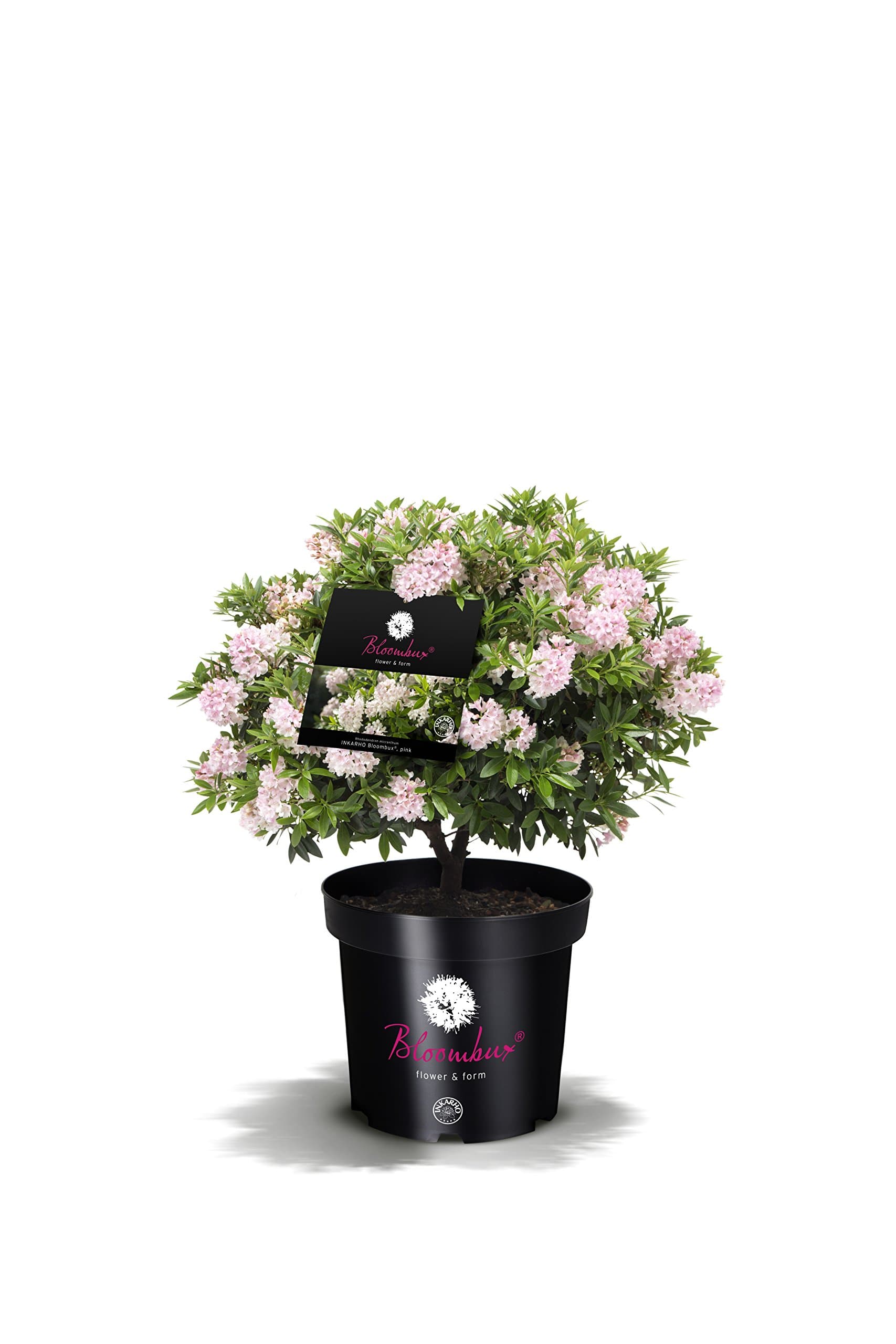 INKARHO® Bloombux® Blüte und Gestalt im 2 Liter Pflanzkorb für Liebhaber der Blumenerhölzung im Garten