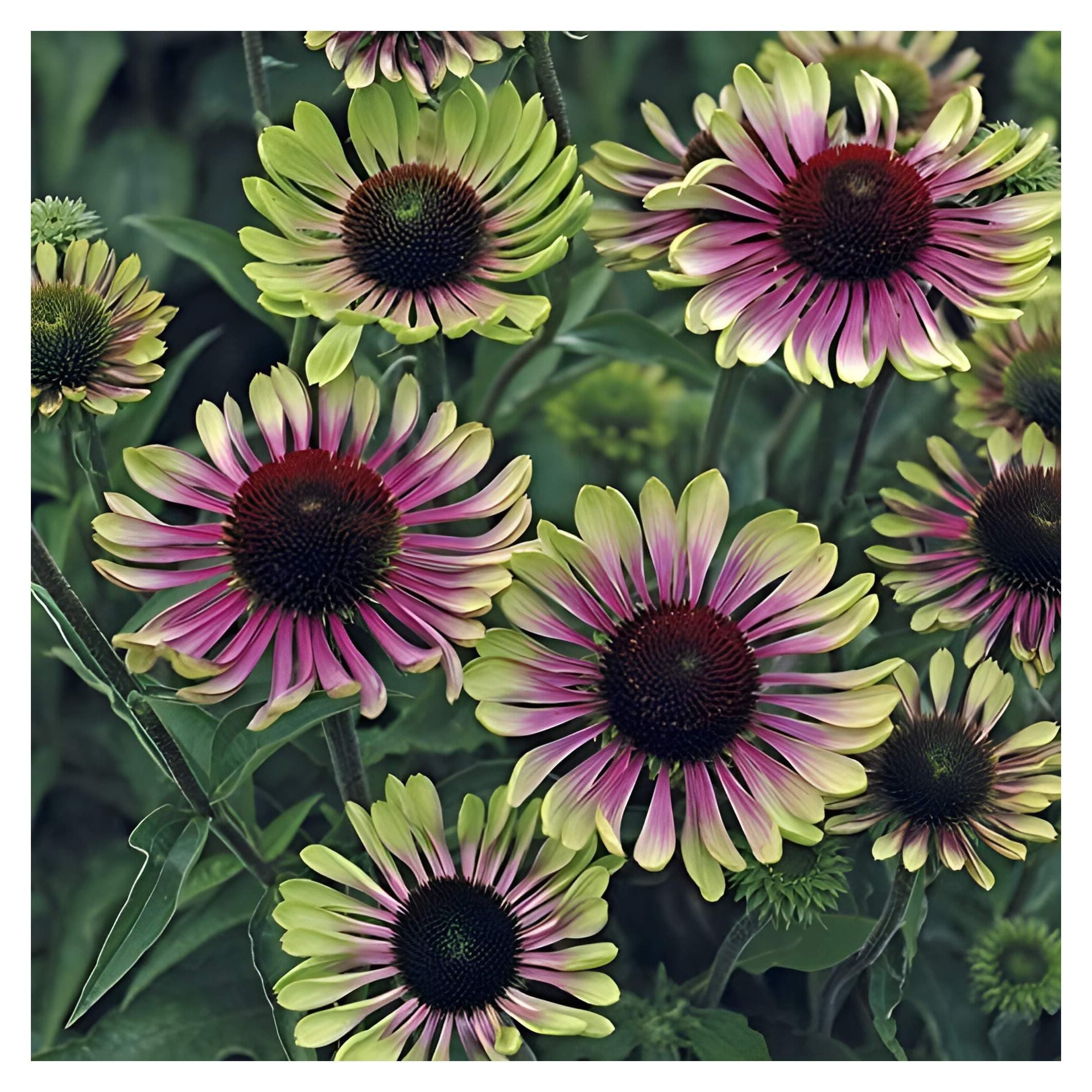 3 x Echinacea purpurea 'Green Twister' - Einzigartiges Farbspiel für den Garten - sehr Bienenfreundlich - Stauden Gänge