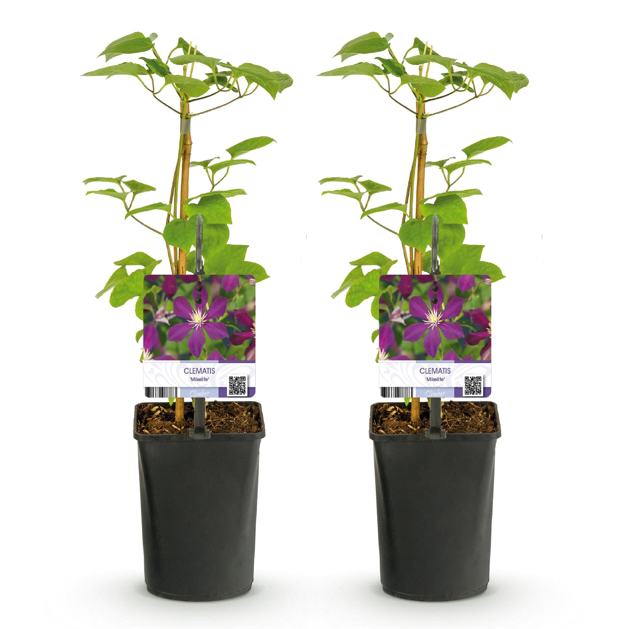 GreenboutiQ Kletterpflanze Clematis Mikelite - Blüte Lila - Wenig Pflege - Ideal für Anfänger - 2 Pflanzen - Topf 11cm H