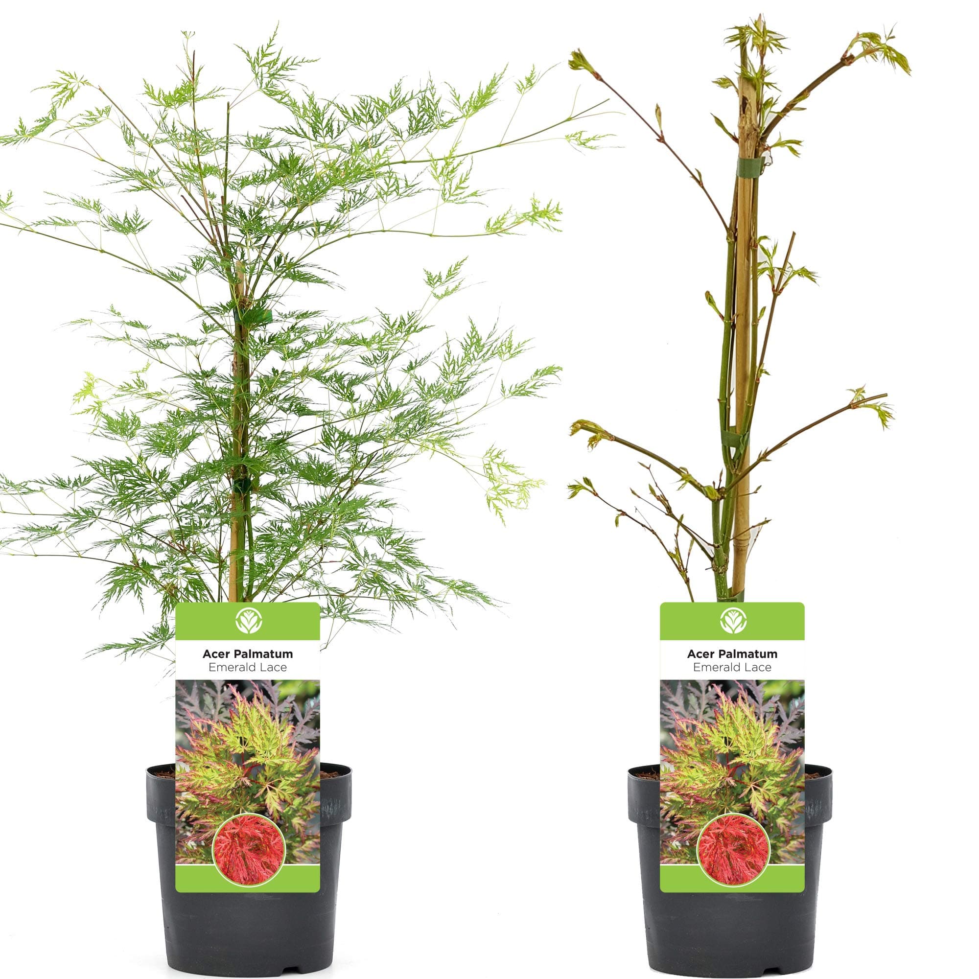Acer palmatum dissectum 'Emerald Lace' | Japanischer Ahornlaubbaum im Topf + Attribute: Topfgewächs + Verwendung: Vorgar