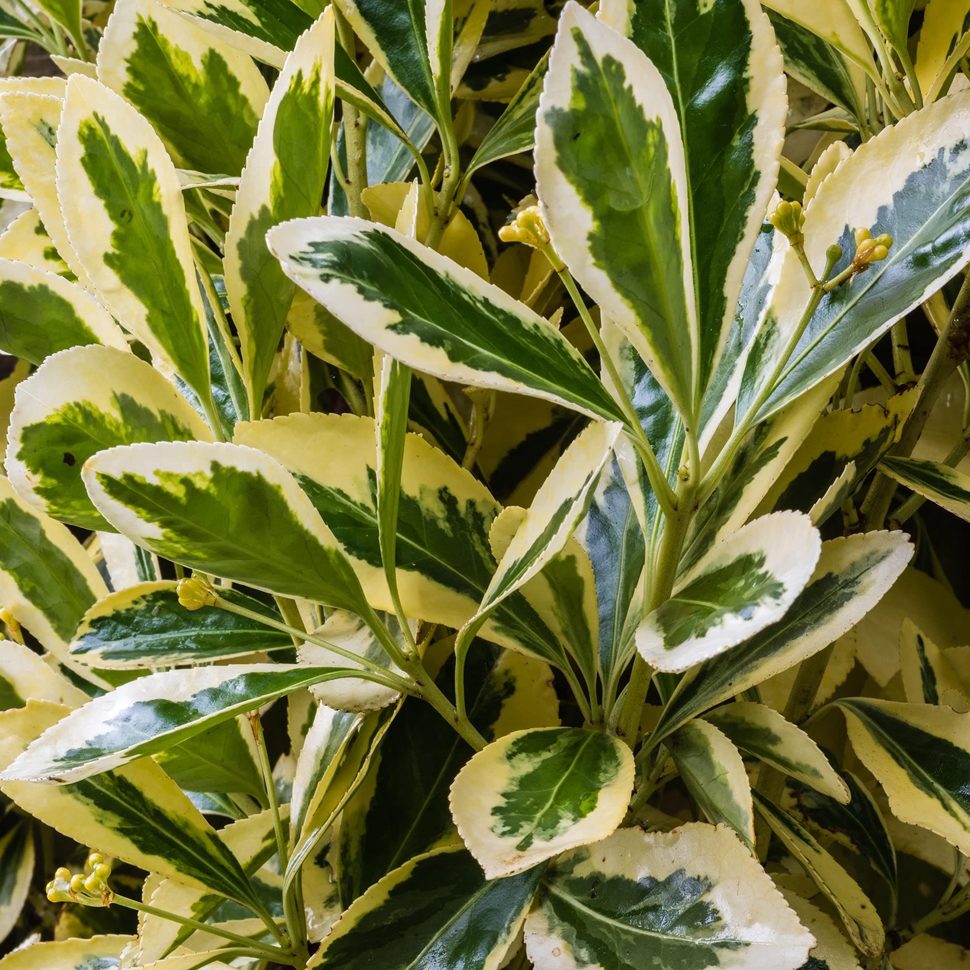 Euonymus japonicus Bravo - Immergrüner Topfgartenstrauch | Schön bei Haus und Garten | Idealer Baumschmuck für Terrassen