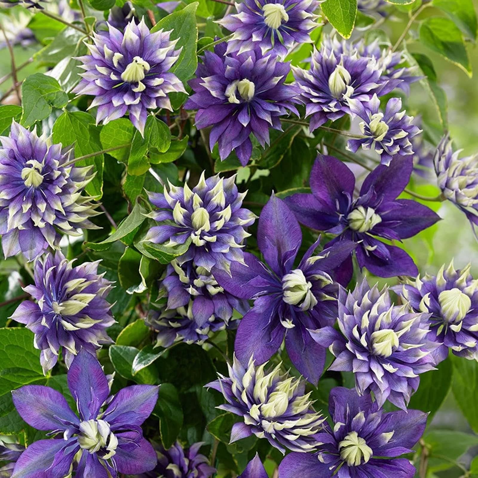 Clematis-Rhizom. Clematis winterhart mehrjährige „Königin der Reben“ - Schmücken Sie die Umgebung -10 Rhizom-Beschläge f