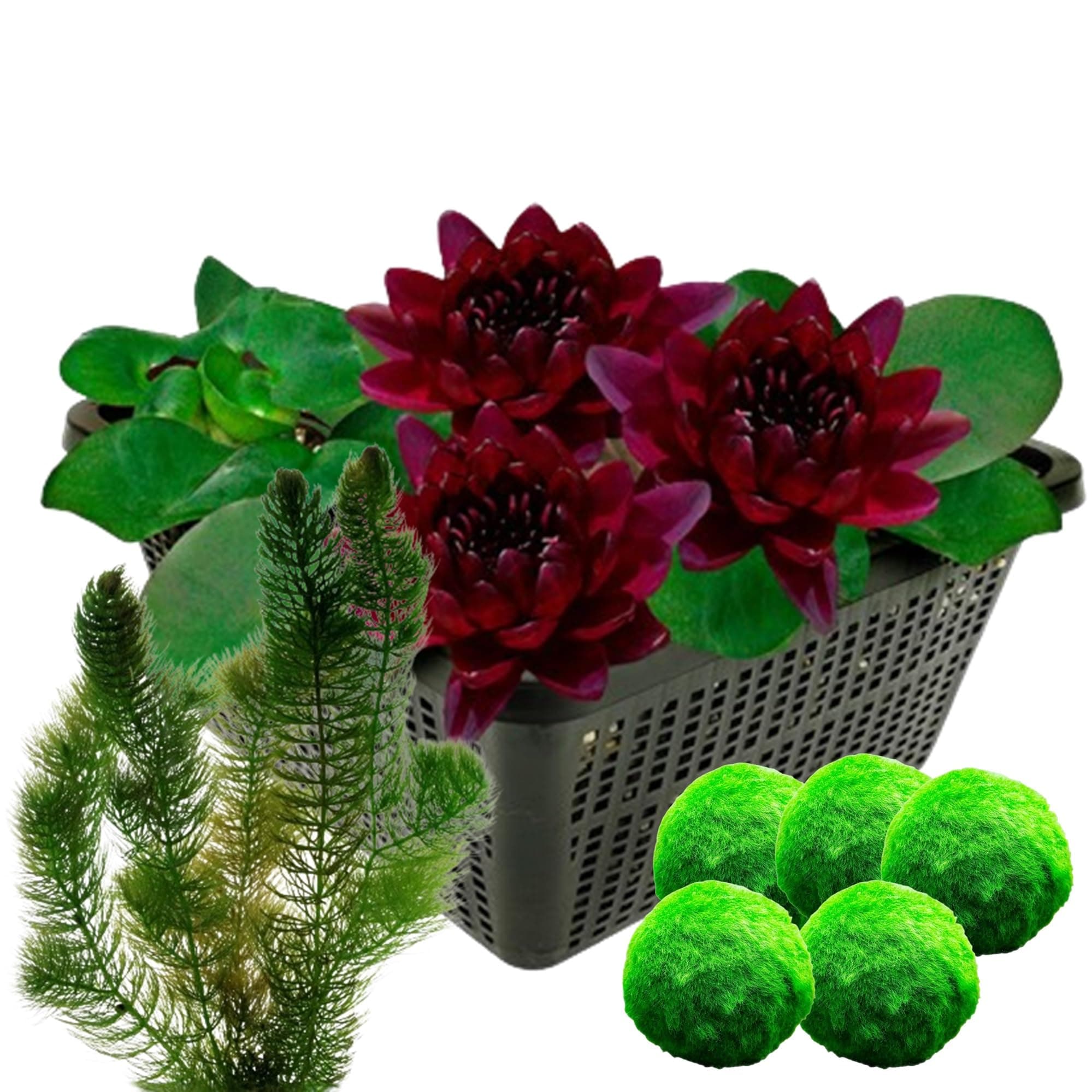 Dunkelrote Seerose Sauerstoffpflanzen Algenbekämpfung Kombi-Set 8 Pflanzen -1 bis -100 cm