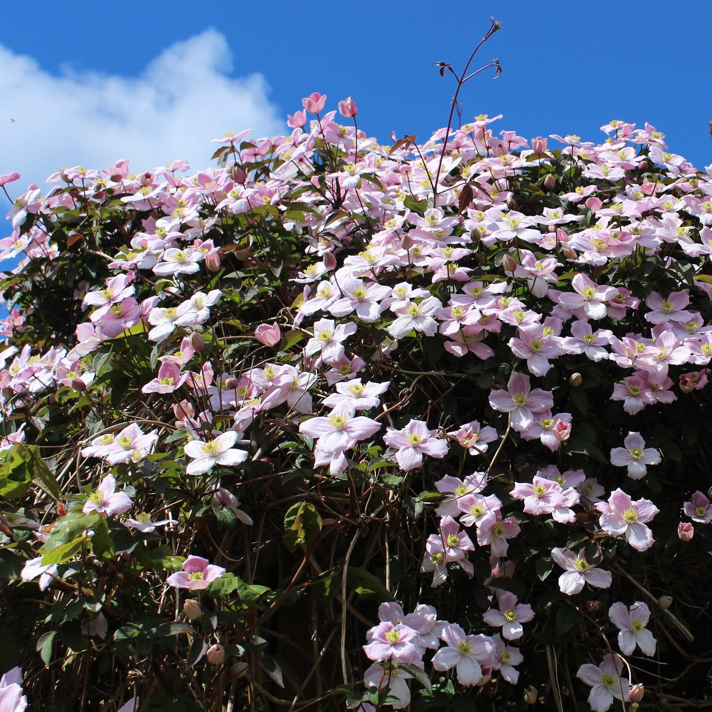 GreenboutiQ - Kletterpflanze Clematis montana Rubens - Frühblühend - Wenig Pflege - Rosa - 2 Pflanzen - Topf 11cm Höhe 4