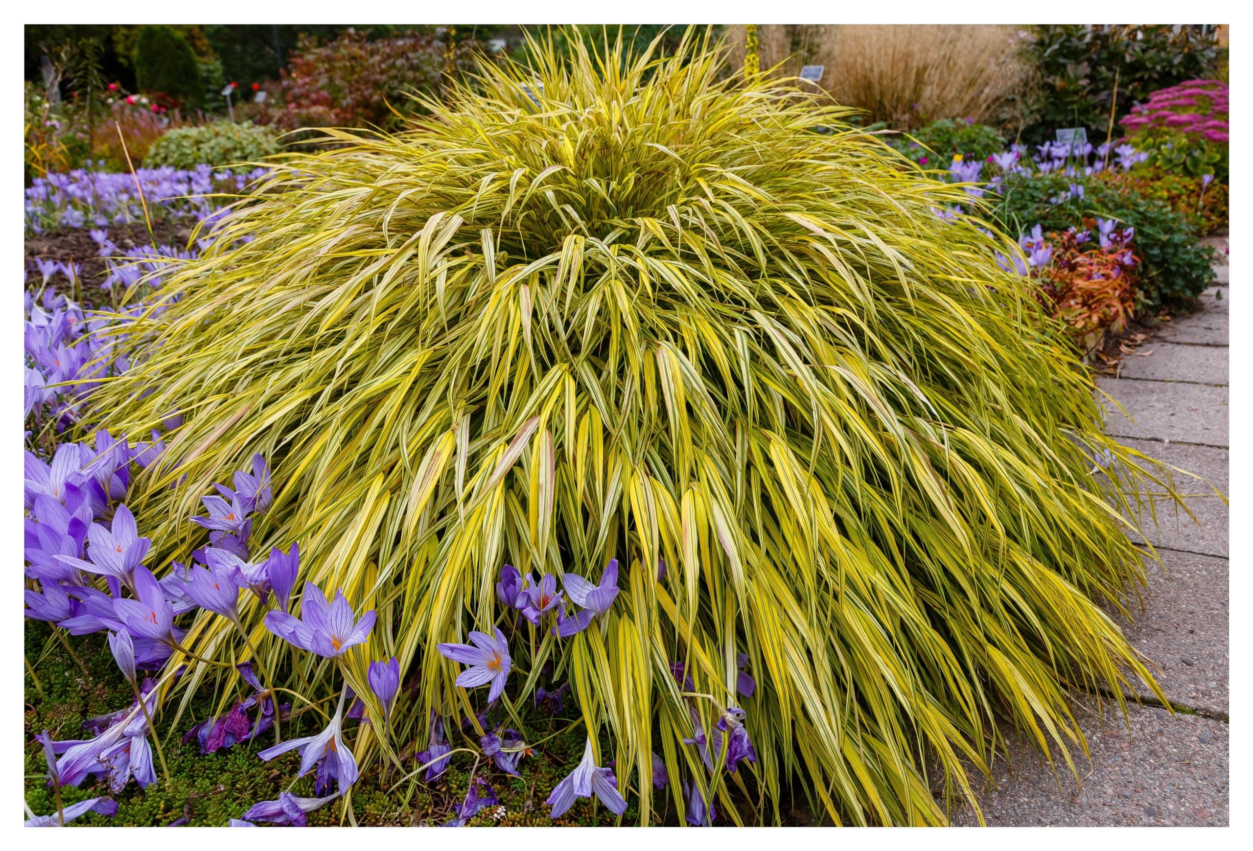 Hakonechloa macra 'Aureola' im 1 Liter Topf - Japanisches Gold Berggras für zeitlose Gärten - Goldgestreifte Harmonie vo