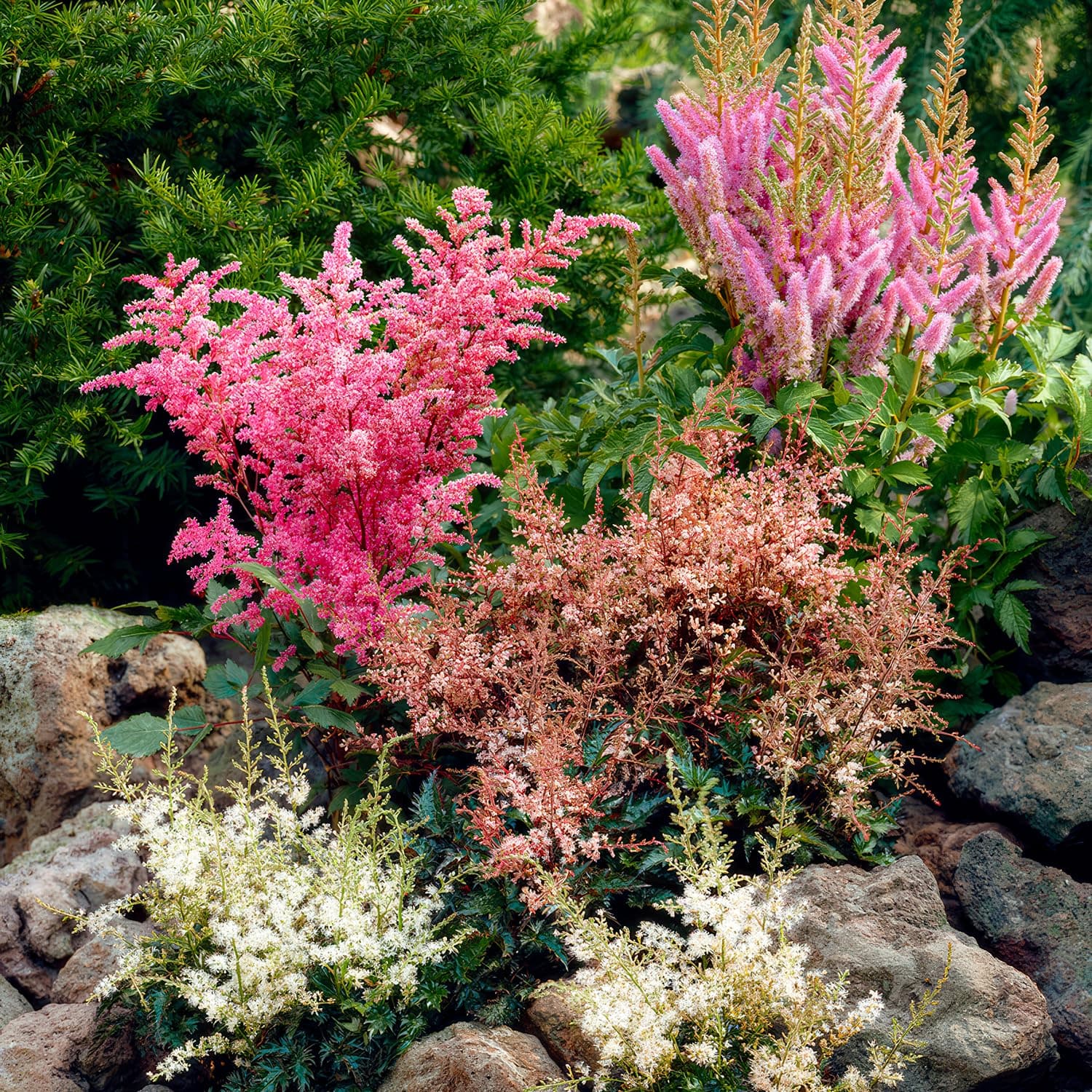 Astilbe Stauden Super Kollektion (10 Wurzeln) für den Garten - Winterharte Mischung aus 5 Sorten, große Mehrjährig Pflan