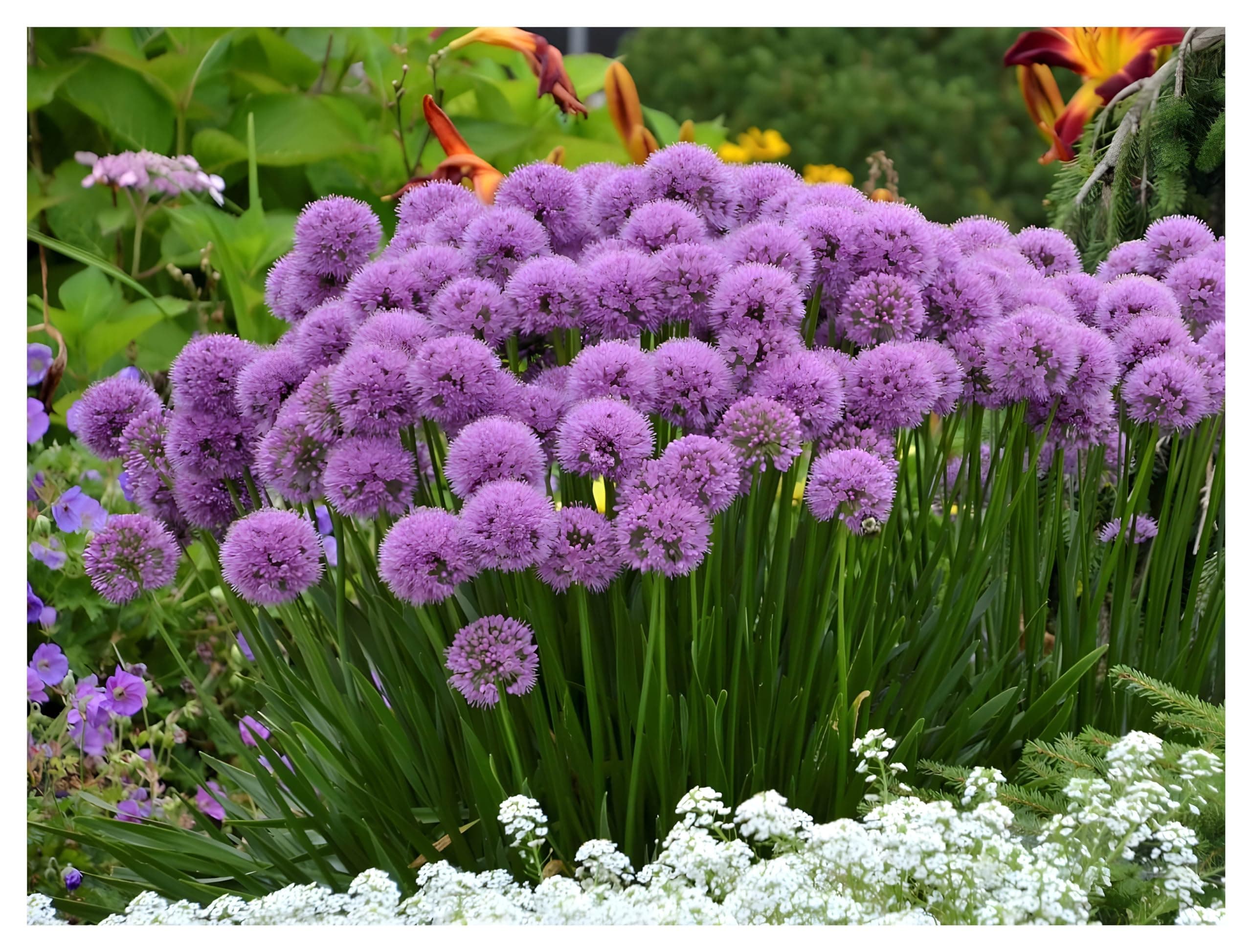 Allium 'Millenium' im 1 Liter Topf - Staude - Winterhart - Bienenfreundlich - Dauerblüher - für den Garten - 1 Liter Top