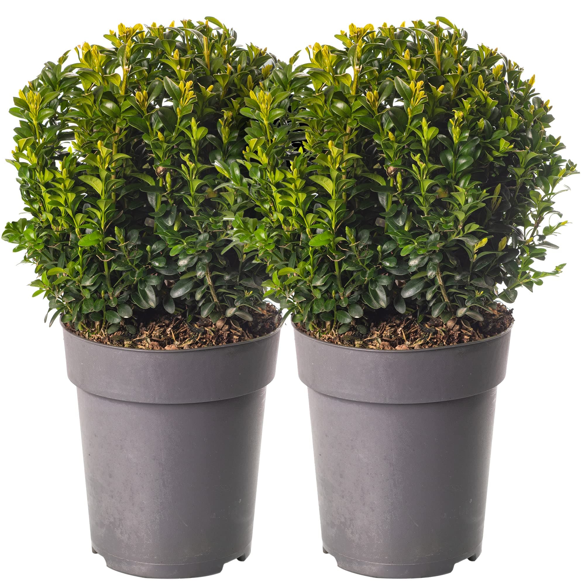 Baum Marketplace Buxus Ball Pack aus echten Buchsbaum-Immergrün-Topiary-Gartensträuchern für Wellness-Curern und Gärten