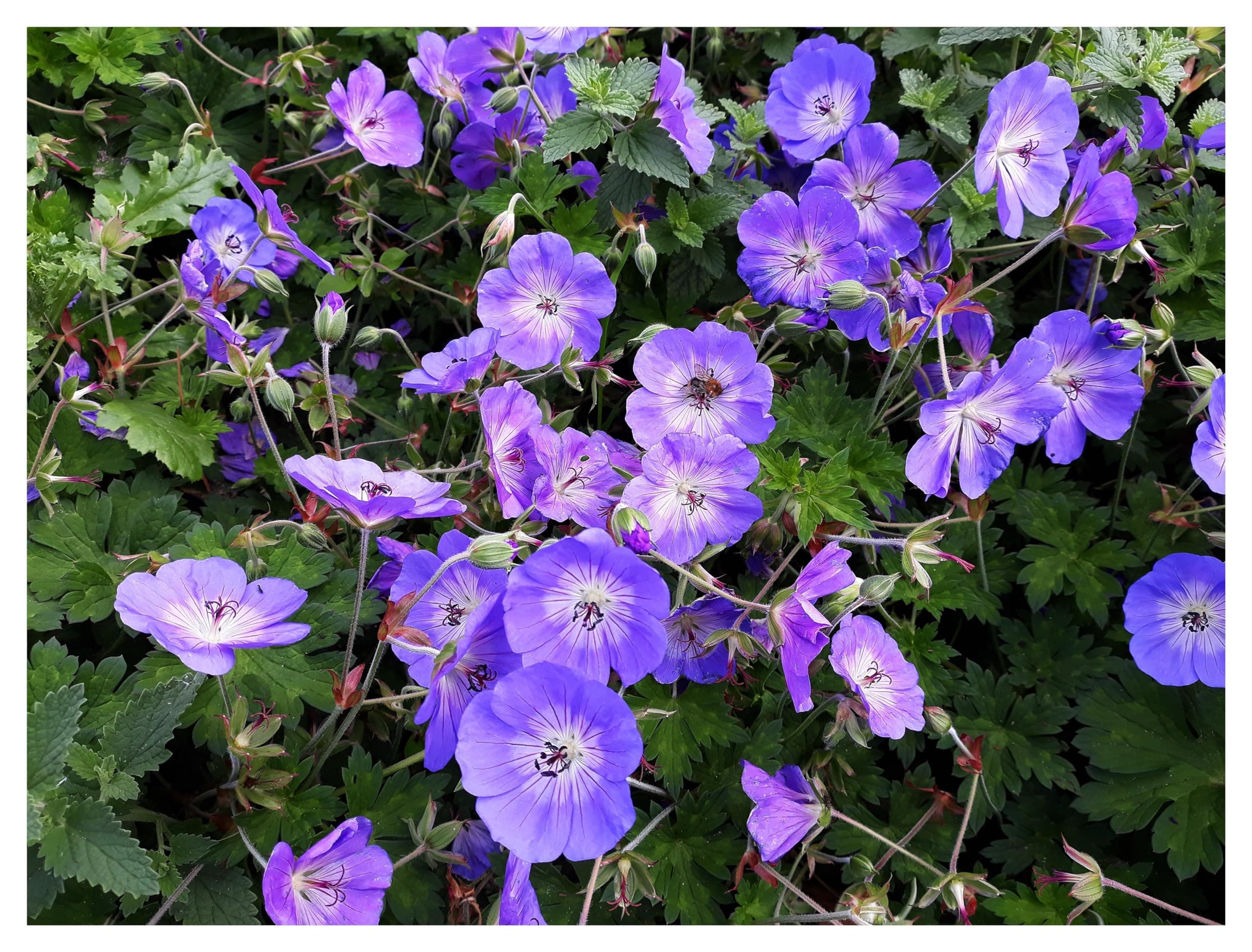3 x Geranium 'Rozanne ®' Topfe 1 Liter (Winterhart/Stauden/Staude/Mehrjährig/Bodendecker) - Farbenpracht von Frühling bi