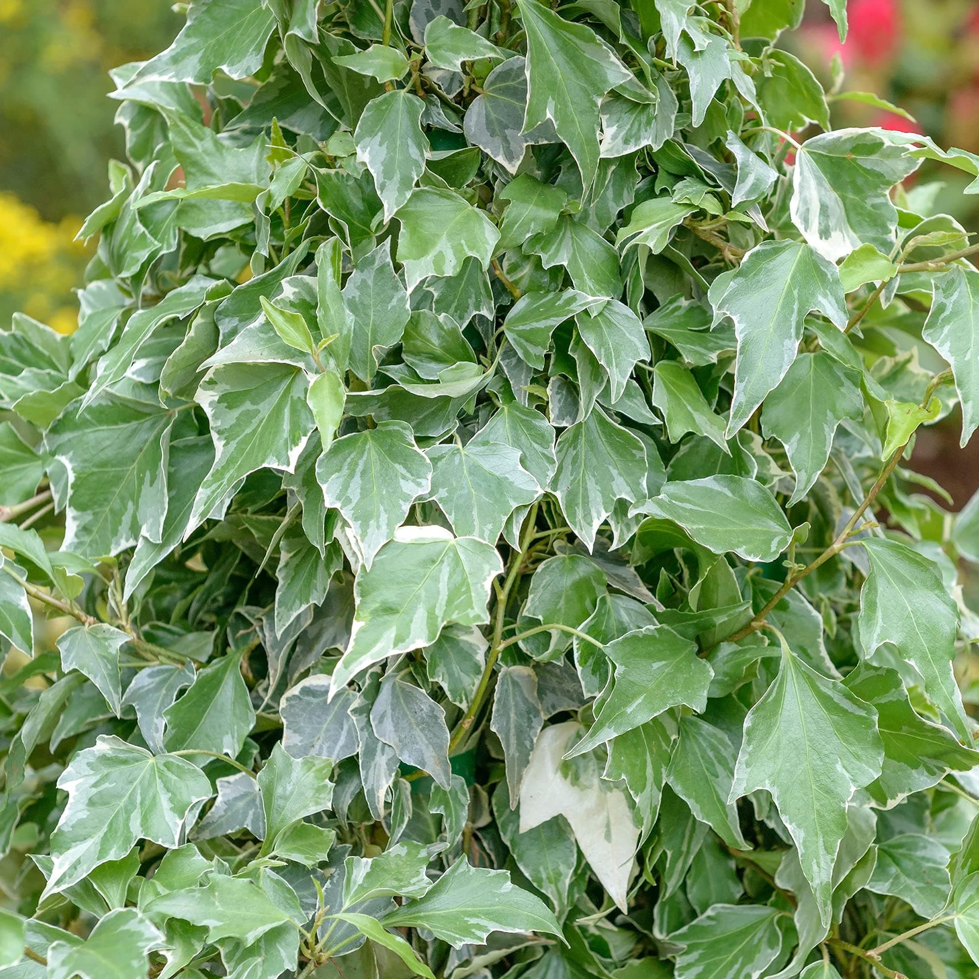 Hedera Gletscherefeu Klettern | Evergreener Strauch für Wintergarten | 15-30cm inkl. Topf