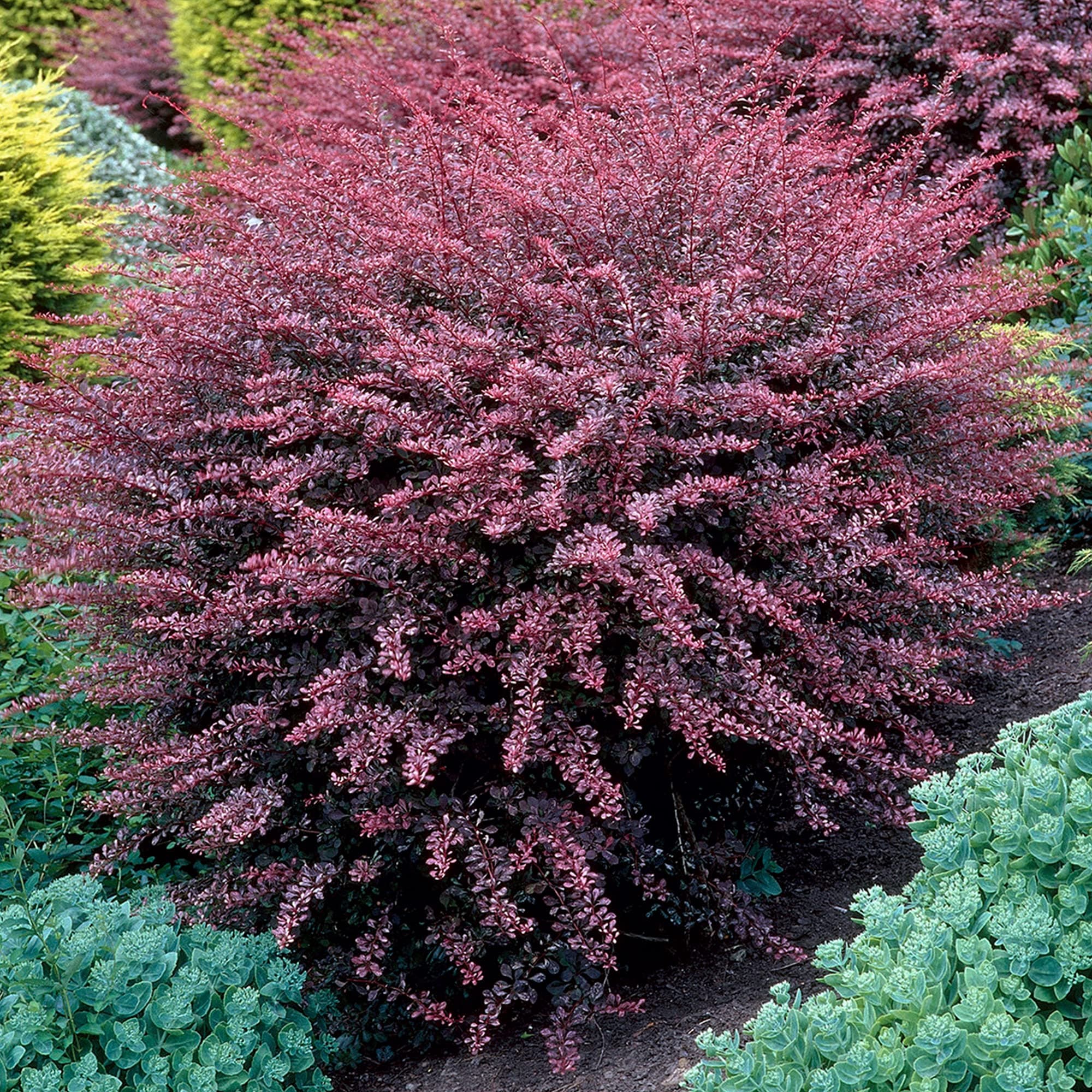 Berberis 'Rose Glow' - Auffälliges rosa und lila Laub - Ideal für dramatische Gartenelemente - Schönheit und Ausdauer -