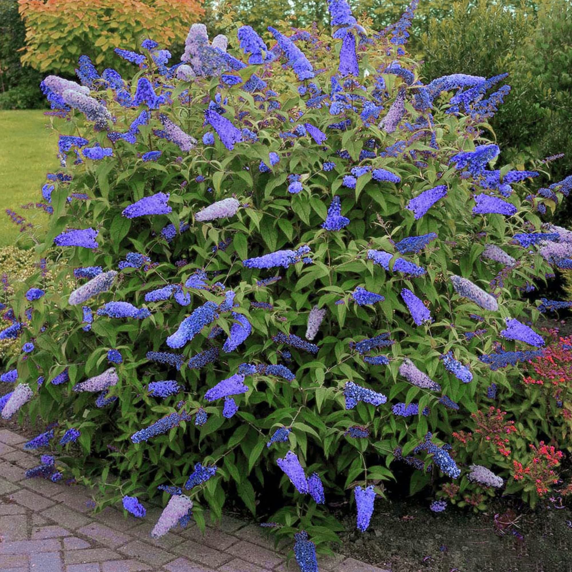 Buddleia Davidii Empire Blue Schmetterlingsflieder Duftender Gartenstrauch - Duft,Ideal für Vordergarten,Praktische Größ