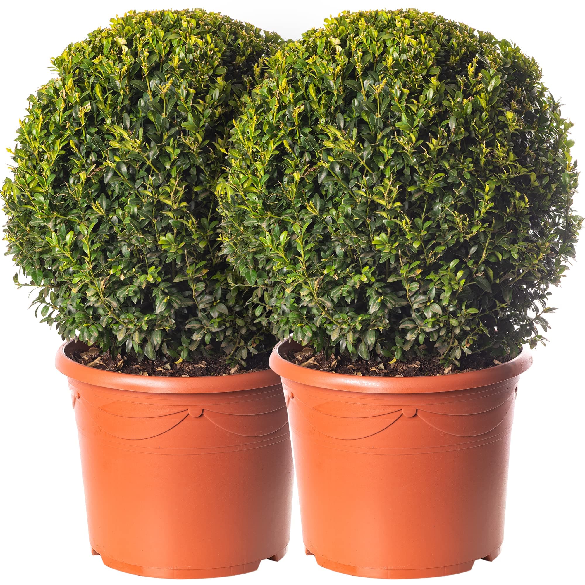 Buxus Ball Set - Echter Immergrün-Strauch für Garten-Topiary 2 x 40cm Durchmesser TopQUALITÄT