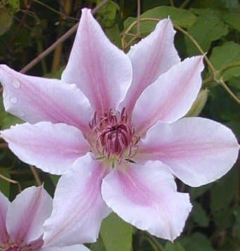 Waldrebe Clematis Nelly Moser weiß mit rosa Streifen im 3 Liter Pflanzcontainer für Haus und Garten 80-100 cm hoch
