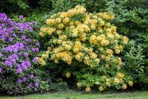 Goldpracht Sommergrüne Azalee + Große Größenklasse + Gartenliebe + Sommerspaziergange + Anzündbar + 40-60cm im Topf + To