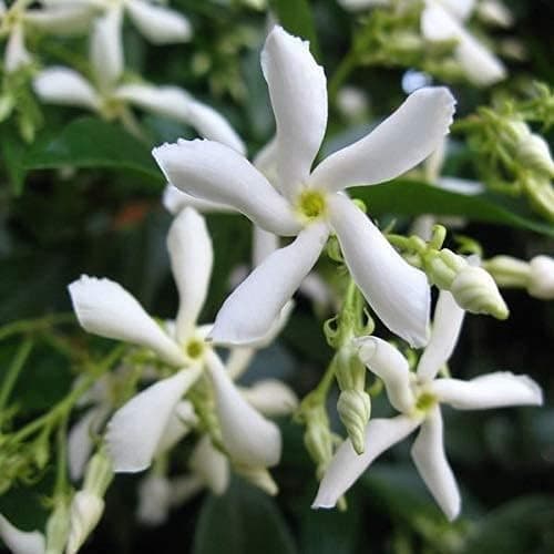Sternjasmin Weiß - Winterhart - Immergrüner Duftjasmin - Gartenpflanze - 1,5 Liter Topf - Wachstum bis zu 400 cm - Winte
