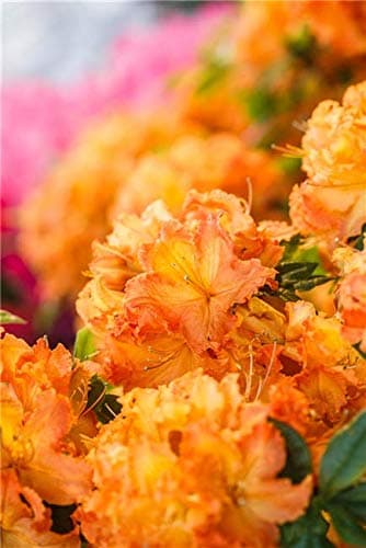 Rhododendron lut. 'Gibraltar' Sommergrüne Azalee für Gartenanäuber im Topf gewachsen - großes Blühen - 40-60cm