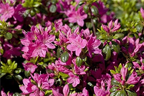 Rhododendron 'Kermesina' Japanische Azalee - 20-25cm im Topf gewachsen + Farbenprächtige Blüte + Dicotyloden Pflanze